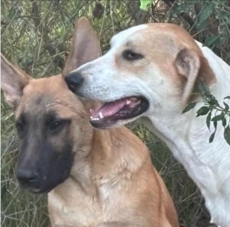 "BEAU", a Adoptable mixed breed in Rockdale, TX image 4/4