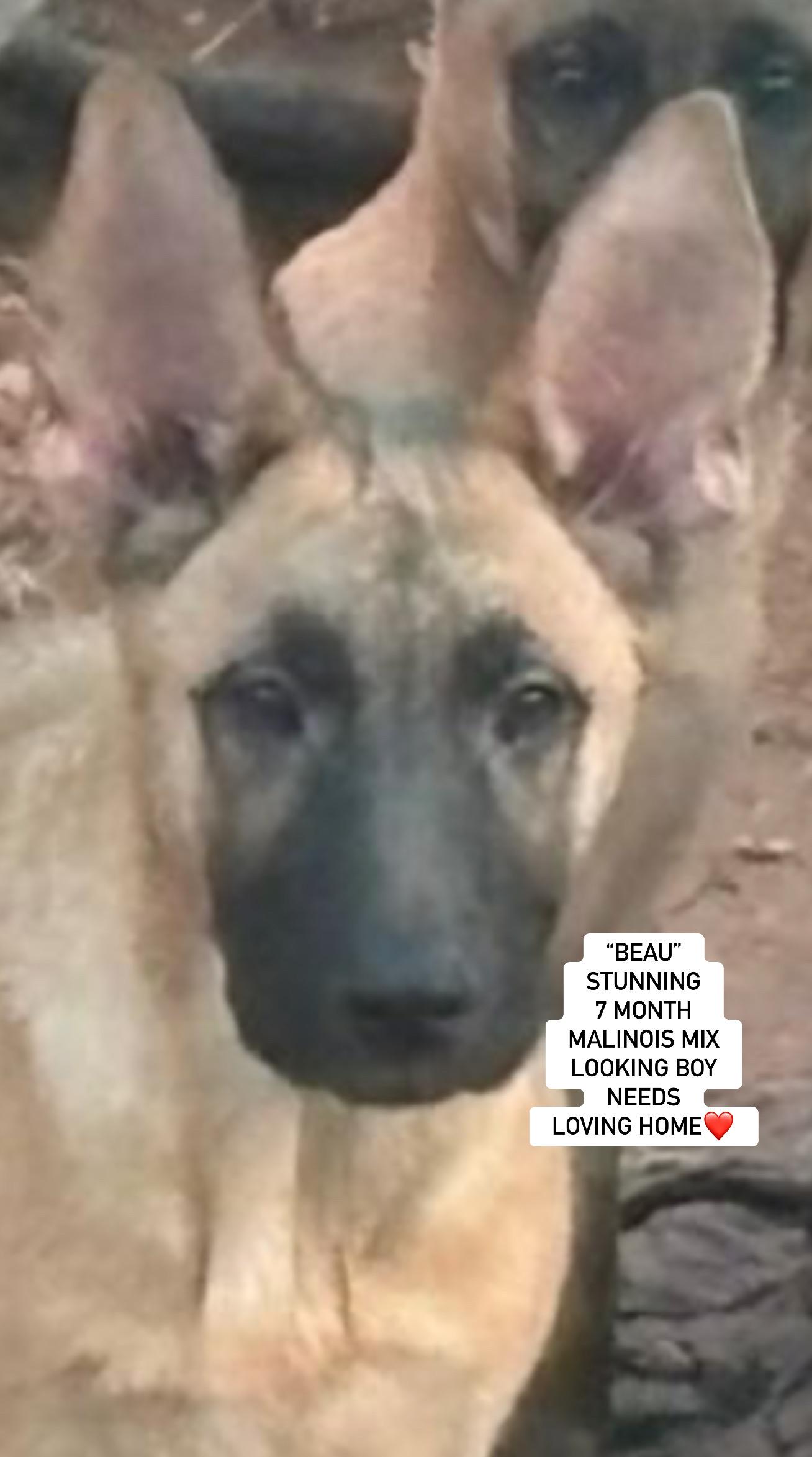 "BEAU", a Adoptable mixed breed in Rockdale, TX image 1/4