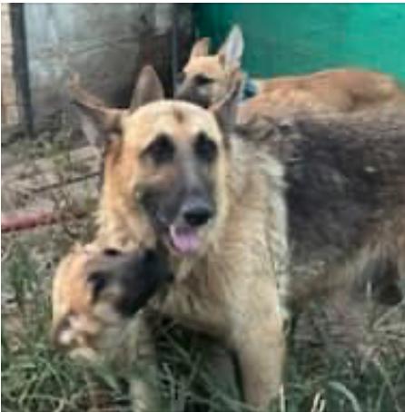 "BEAU", a Adoptable mixed breed in Rockdale, TX image 2/4