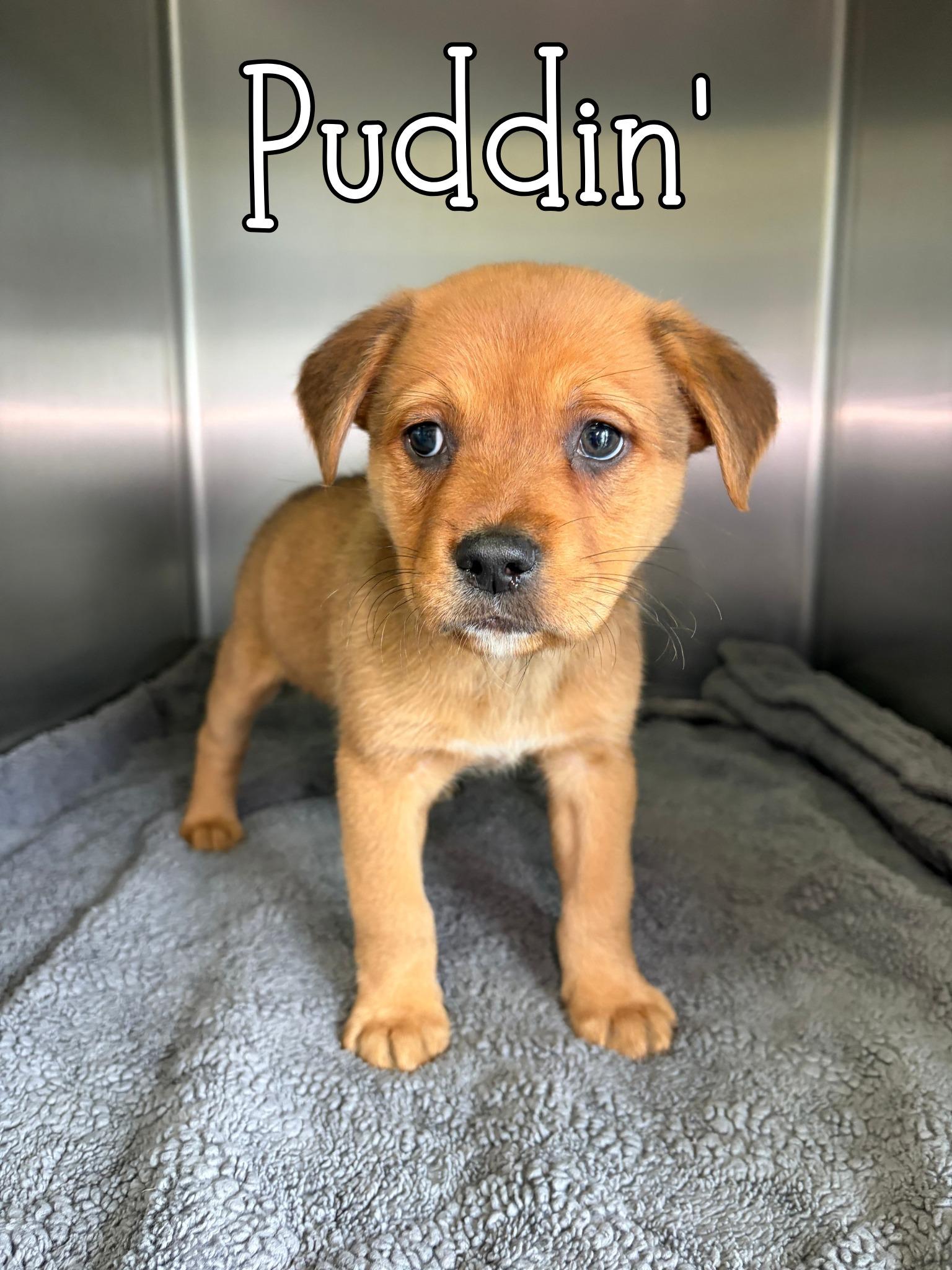 Puddin, ADOPTABLE, Puppy Female Shar-Pei.