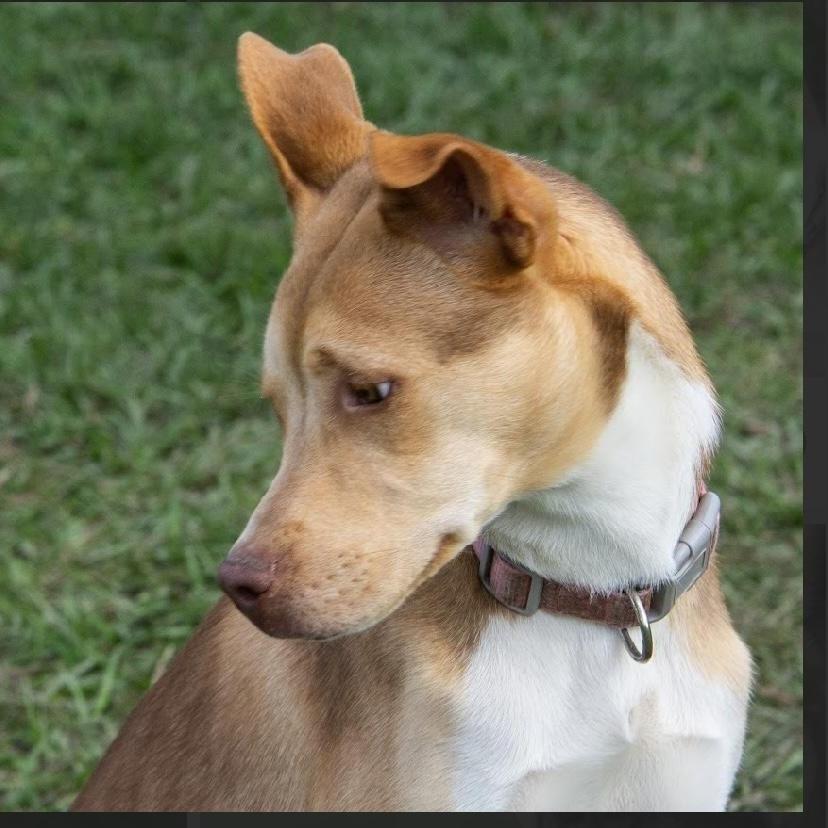 Gina, a Adoptable mixed breed in Richmond, TX image 1/3
