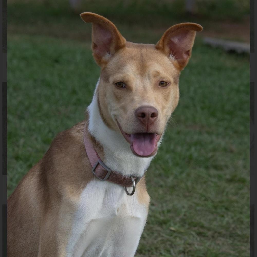 Gina, a Adoptable mixed breed in Richmond, TX image 2/3