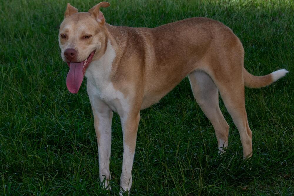 Gina, a Adoptable mixed breed in Richmond, TX image 3/3