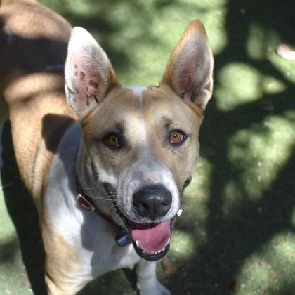 Ranger photo 1