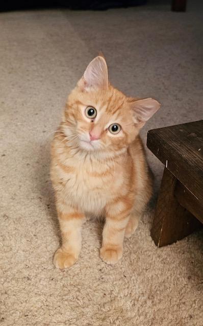 Henry, ADOPTABLE, Young Male Domestic Short Hair.