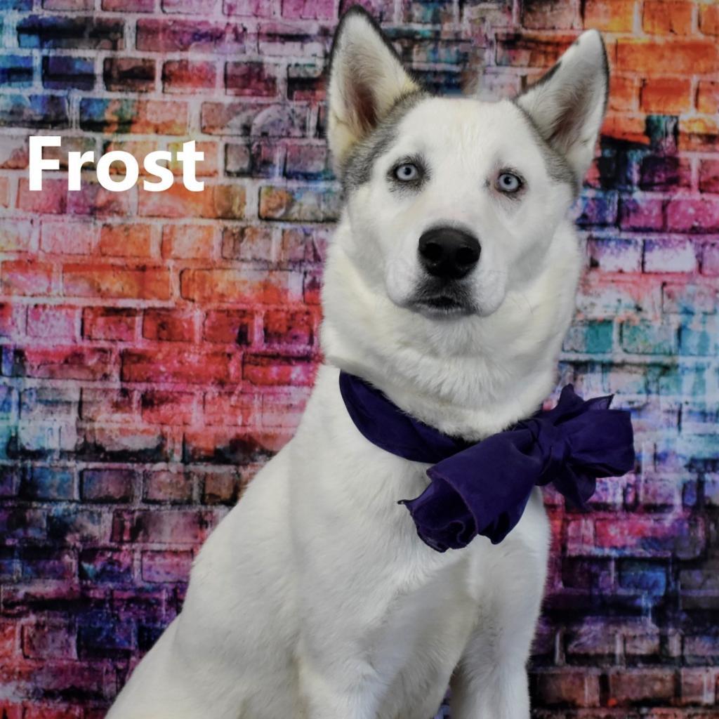 May, Adoptable, Adult Female Husky.