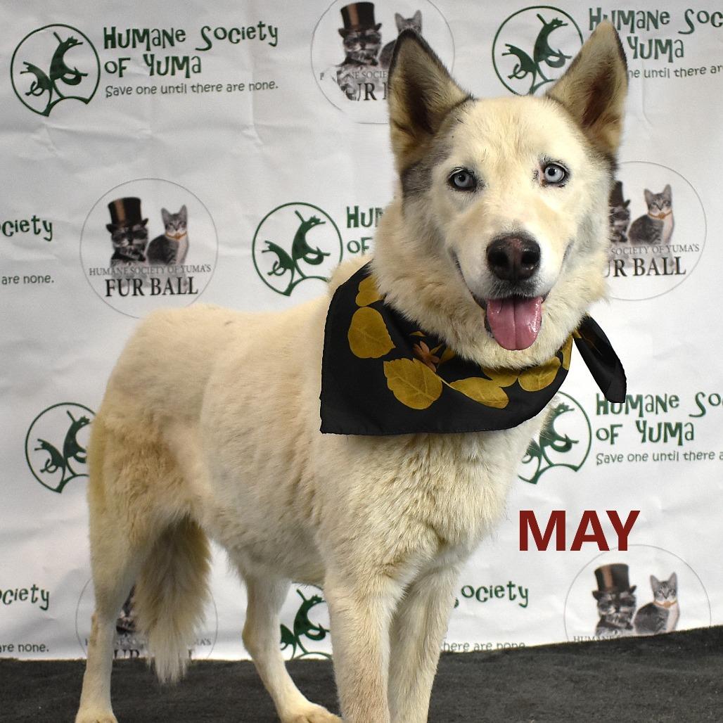 Enlarge May, a Adoptable Husky in Yuma, AZ image 2/6
