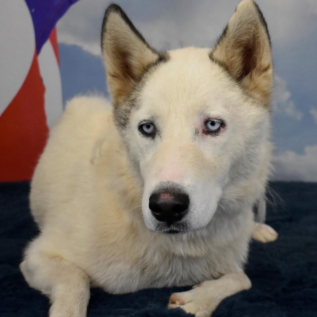 Enlarge May, a Adoptable Husky in Yuma, AZ image 3/6