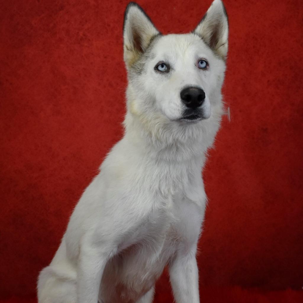 Enlarge May, a Adoptable Husky in Yuma, AZ image 4/6