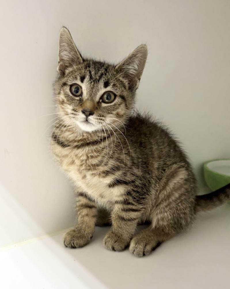 Tuttle ~ Available at PetSmart Warsaw, IN!, Adoptable, Kitten Male Domestic Short Hair.