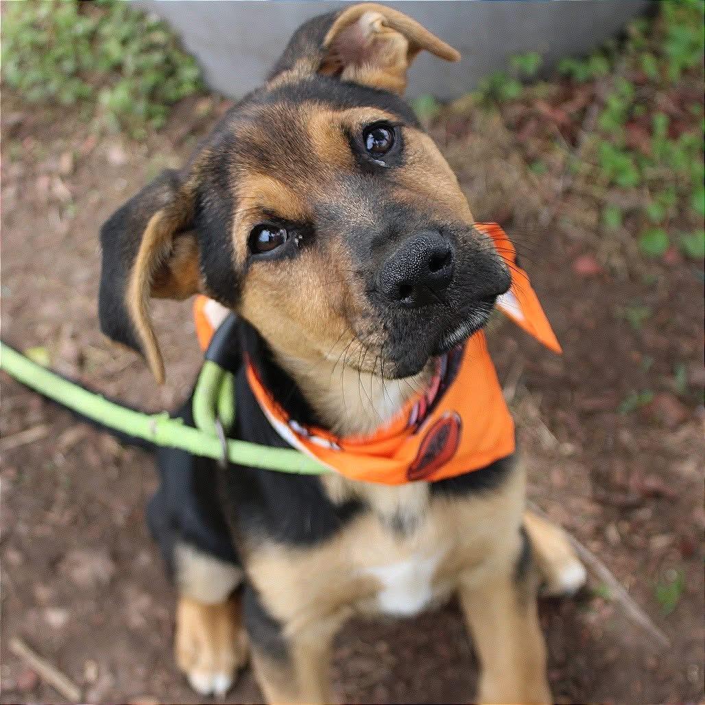 Fisher in NH. Come Meet our Adoptable Dogs Wednesday-Saturday. More info in Bio, adopted, Puppy Male Shepherd.