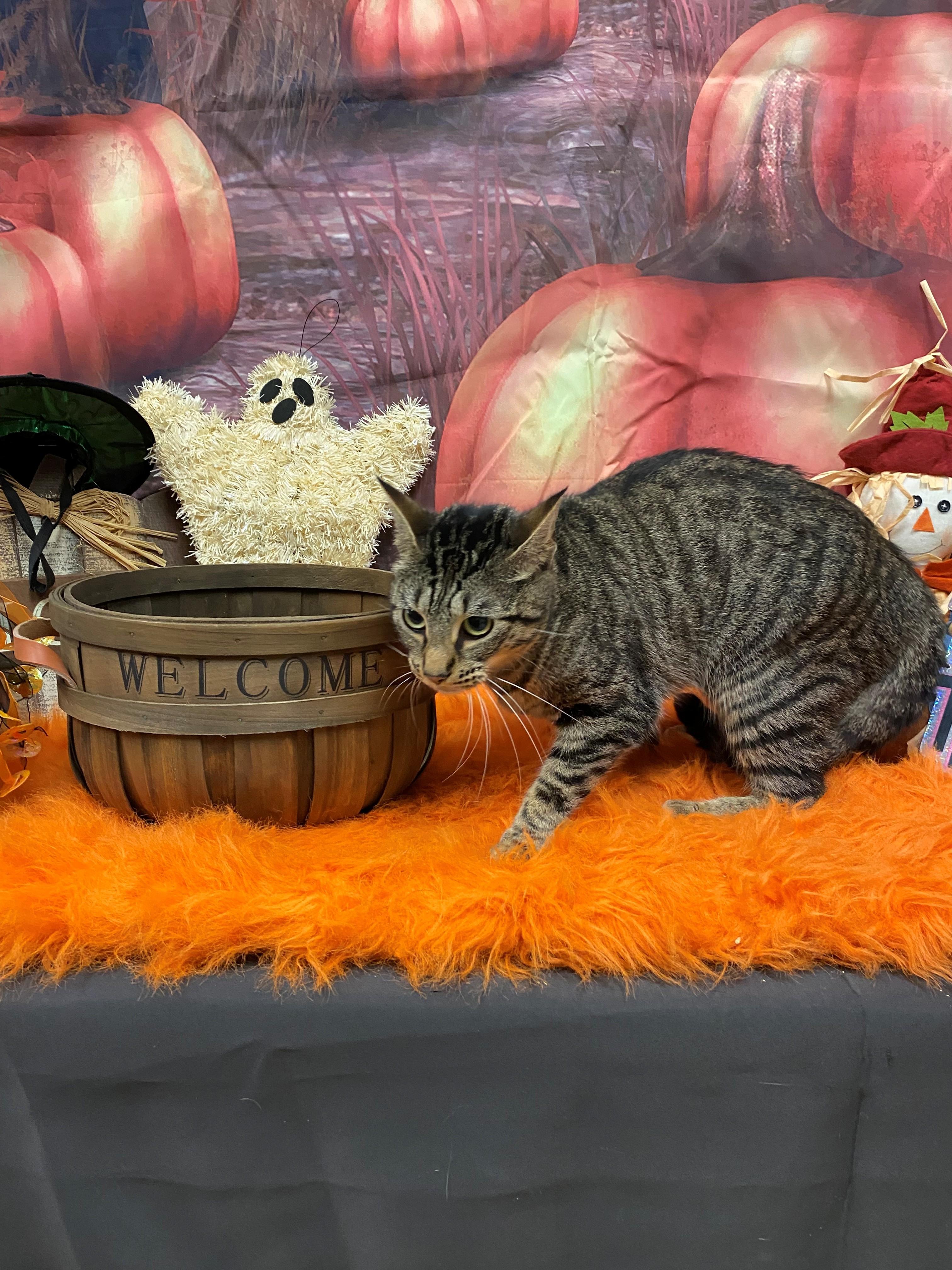 Lina 59320635, Adoptable, Adult Female Domestic Short Hair.