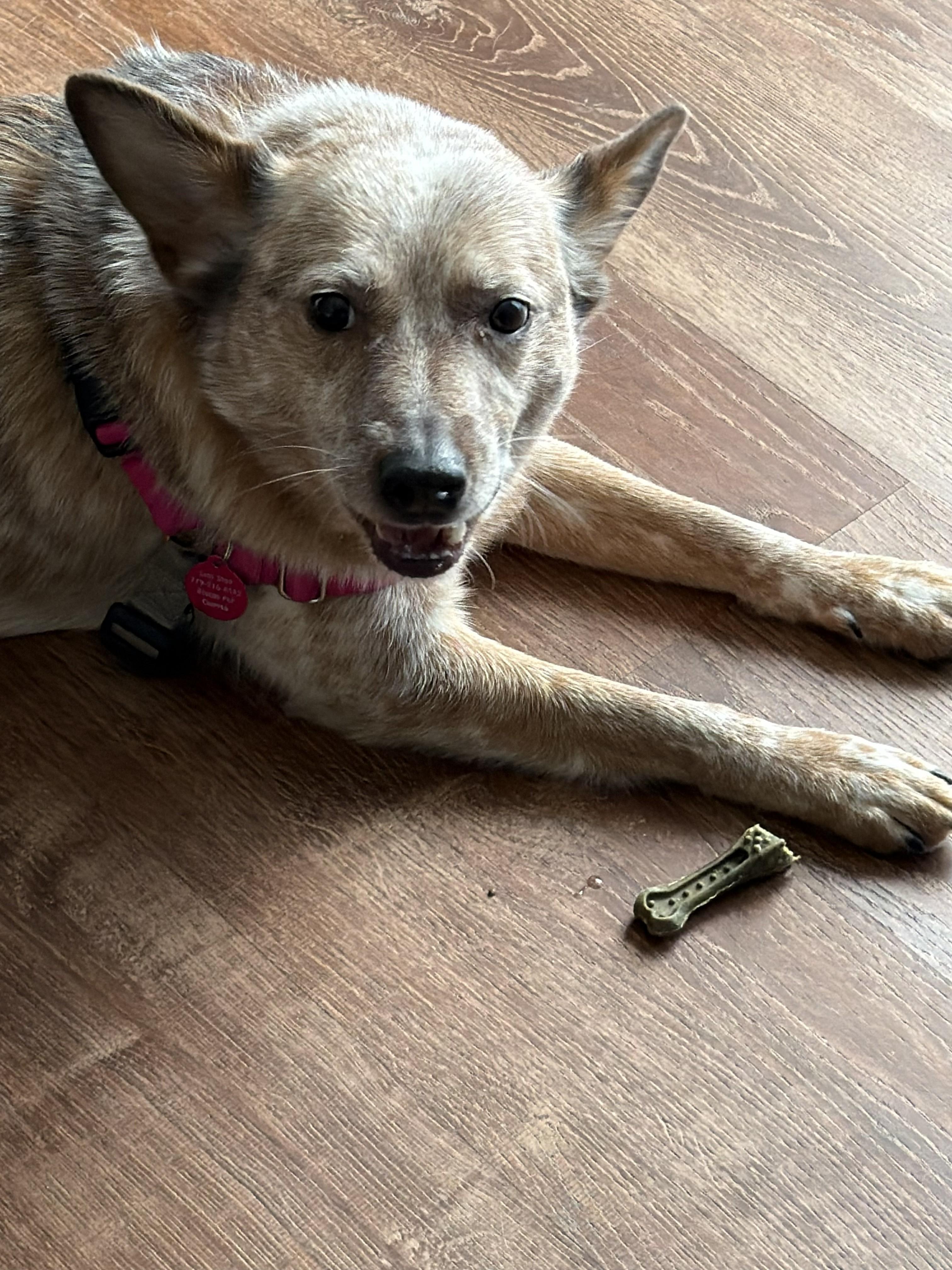 Rusty, ADOPTABLE, Adult Male Cattle Dog.