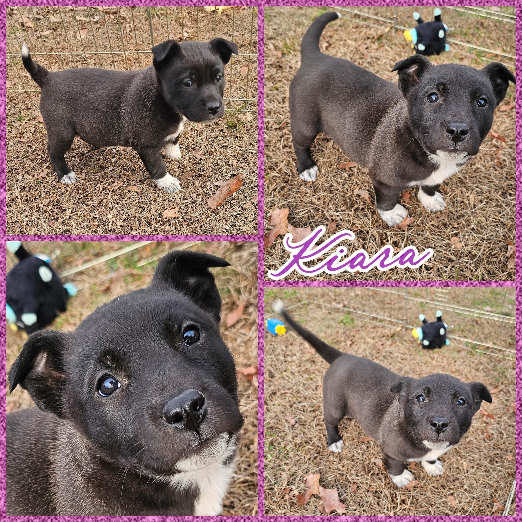 Enlarge Kiara, a Adoptable mixed breed in Blacksburg, SC image 1/1