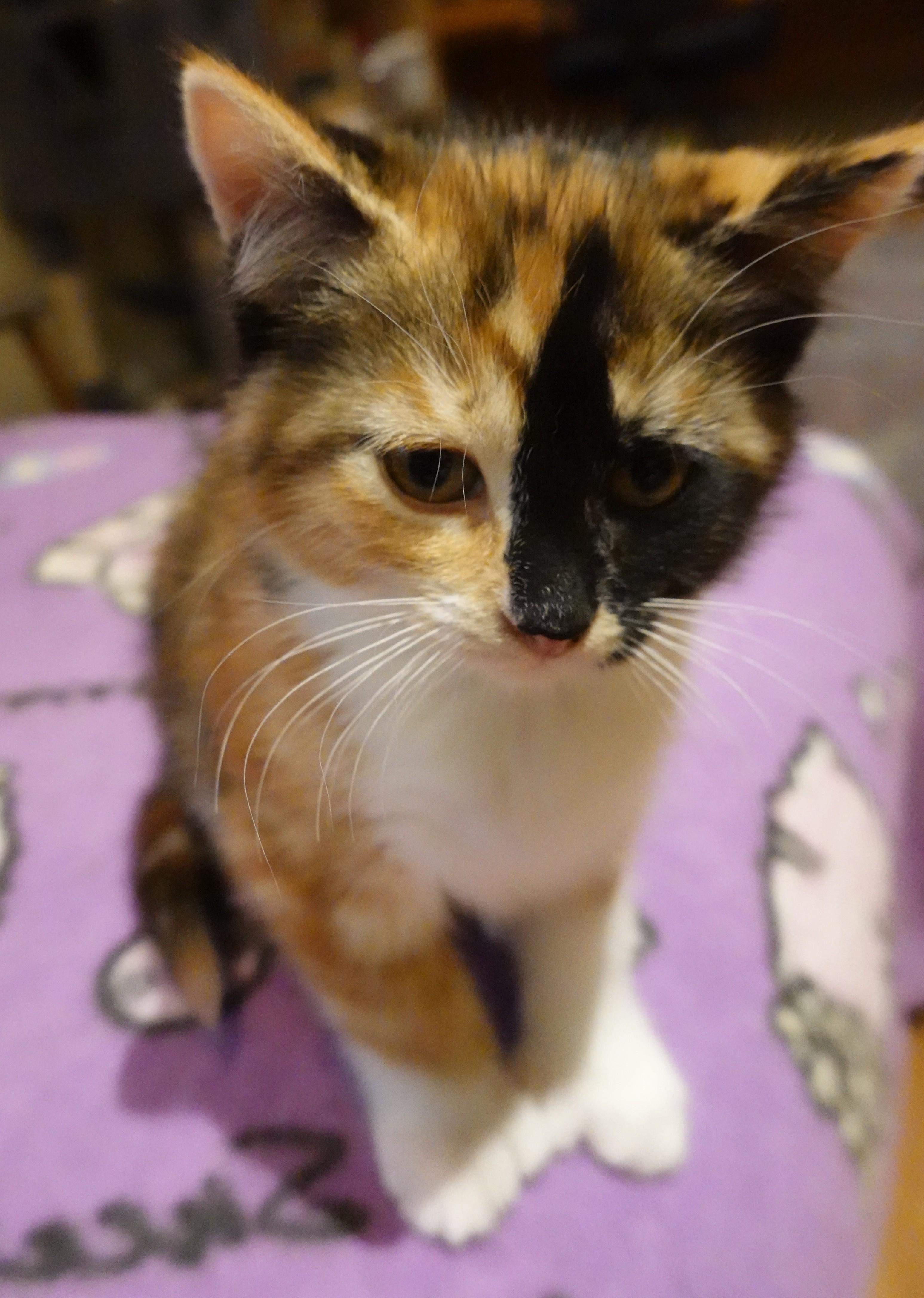 Tortilla, Drizzle, and Rocky, a ADOPTABLE Domestic Short Hair in Wayland, MA image 2/5
