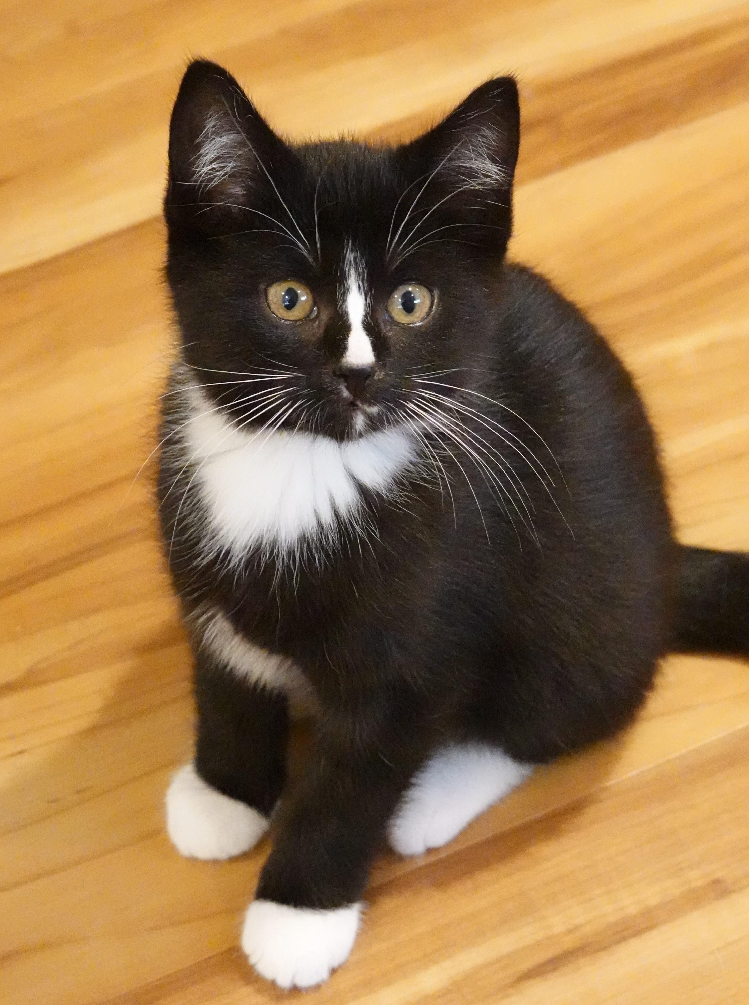 Tortilla, Drizzle, and Rocky, a ADOPTABLE Domestic Short Hair in Wayland, MA image 4/5