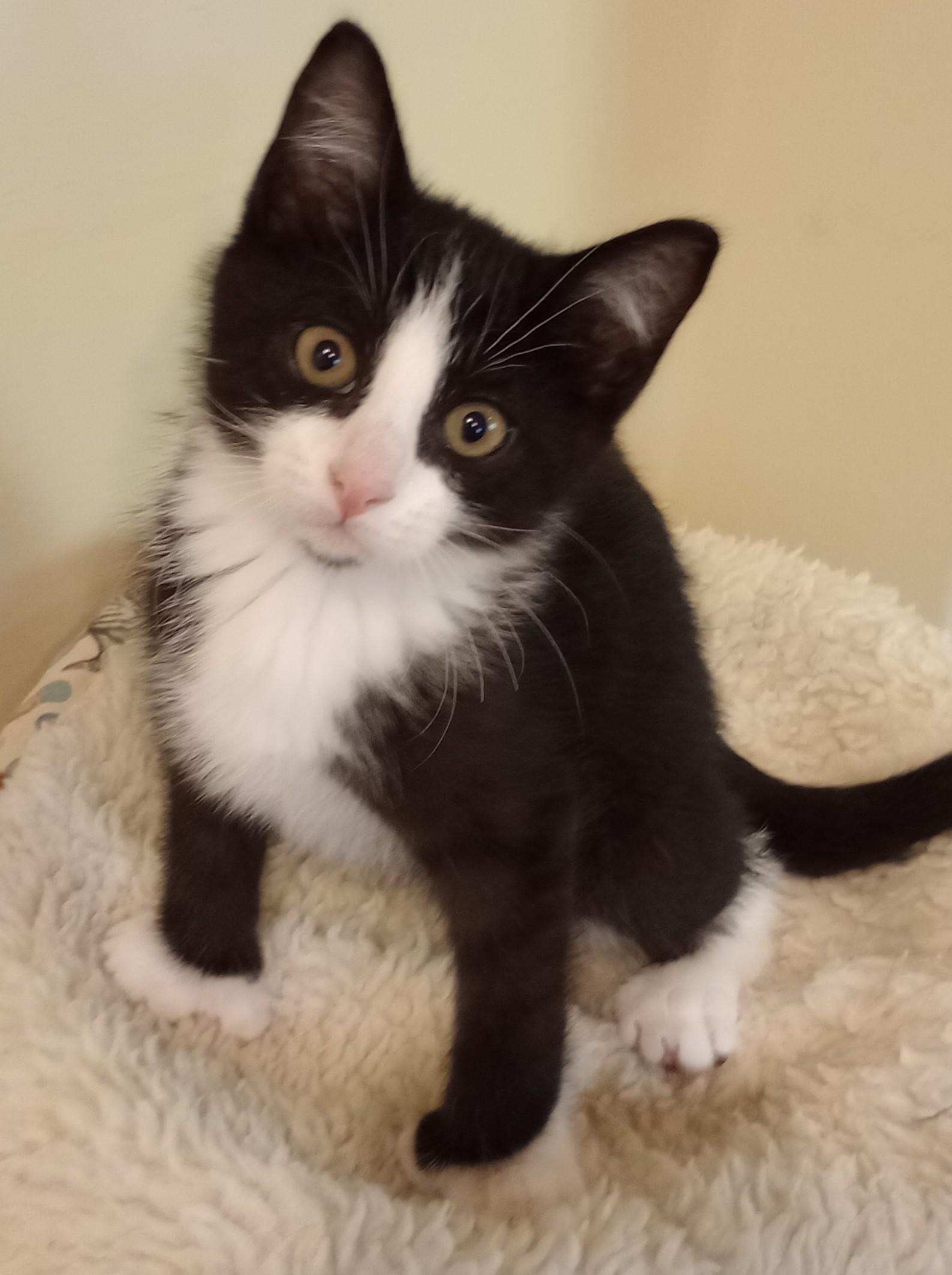Tortilla, Drizzle, and Rocky, a ADOPTABLE Domestic Short Hair in Wayland, MA image 5/5
