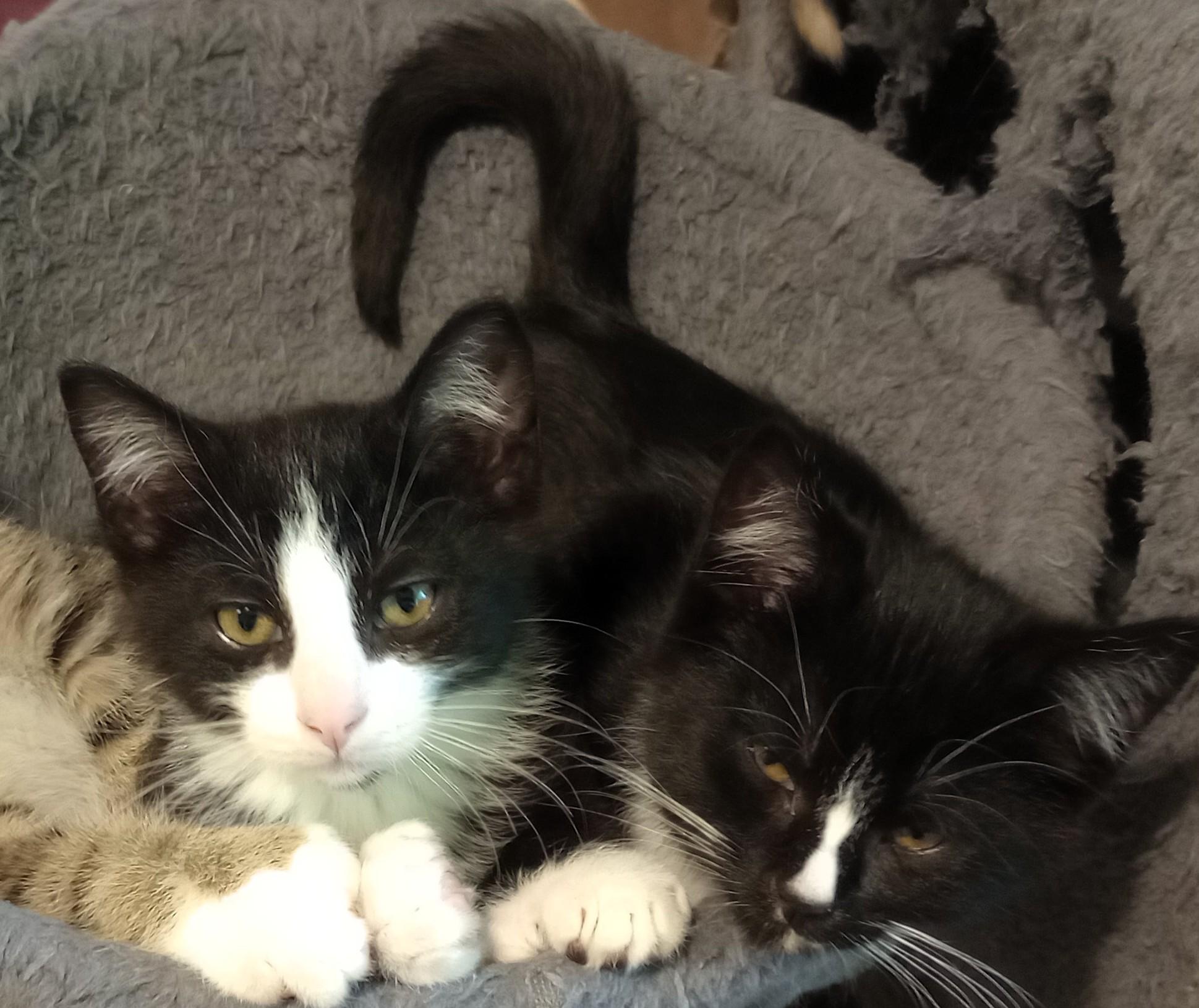 Tortilla, Drizzle, and Rocky, a ADOPTABLE Domestic Short Hair in Wayland, MA image 1/5