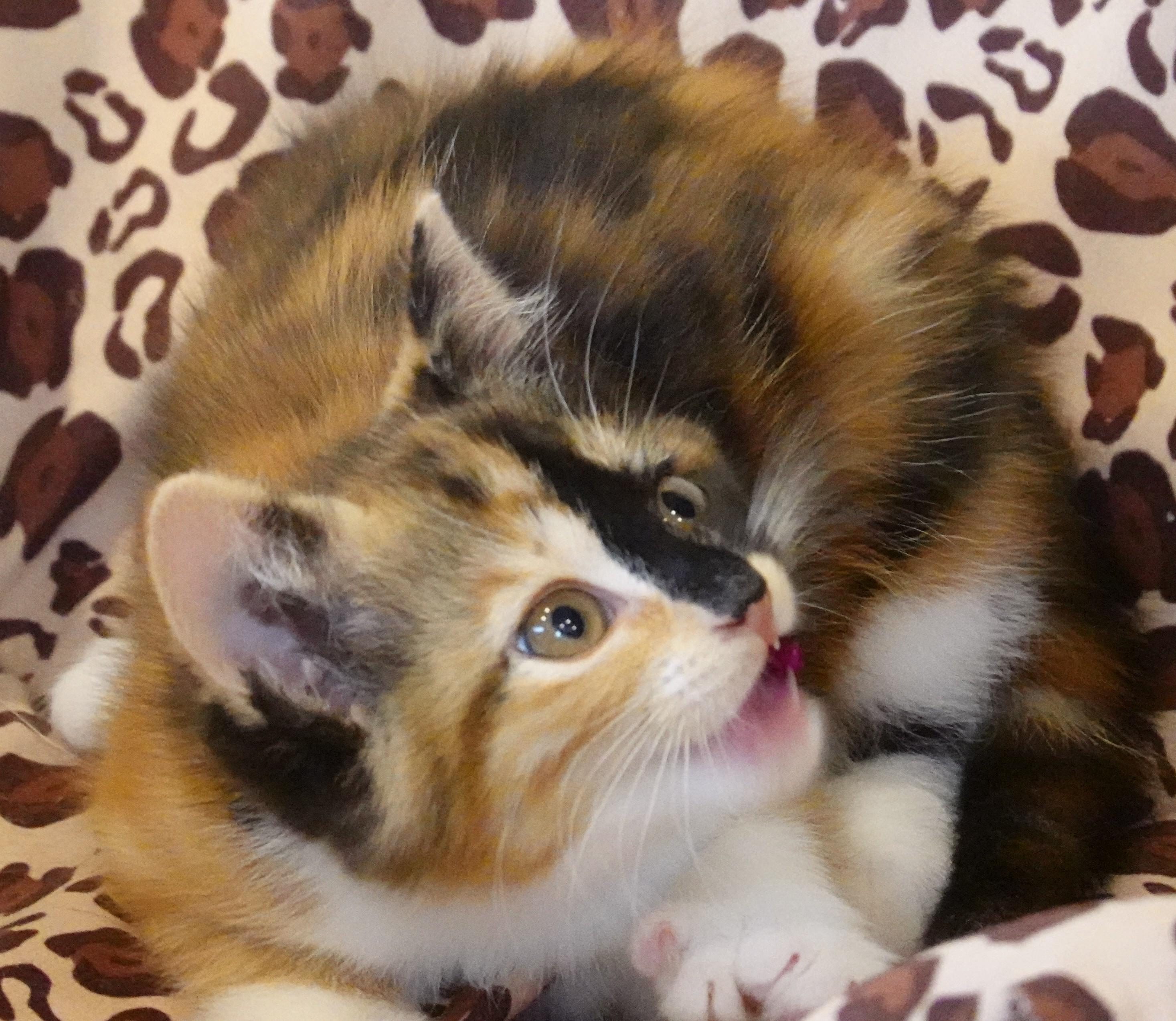 Tortilla, Drizzle, and Rocky, a ADOPTABLE Domestic Short Hair in Wayland, MA image 3/5