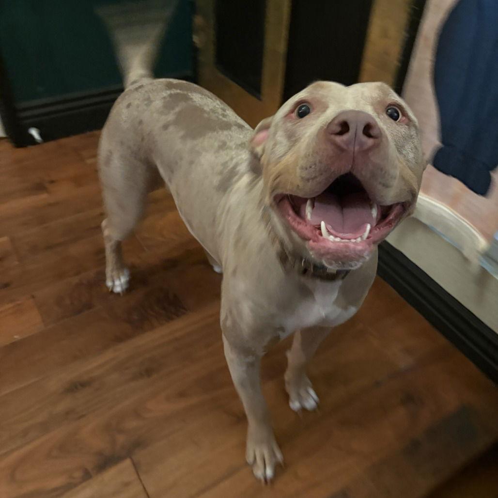 Mala, Adoptable, Young Female Pit Bull Terrier.