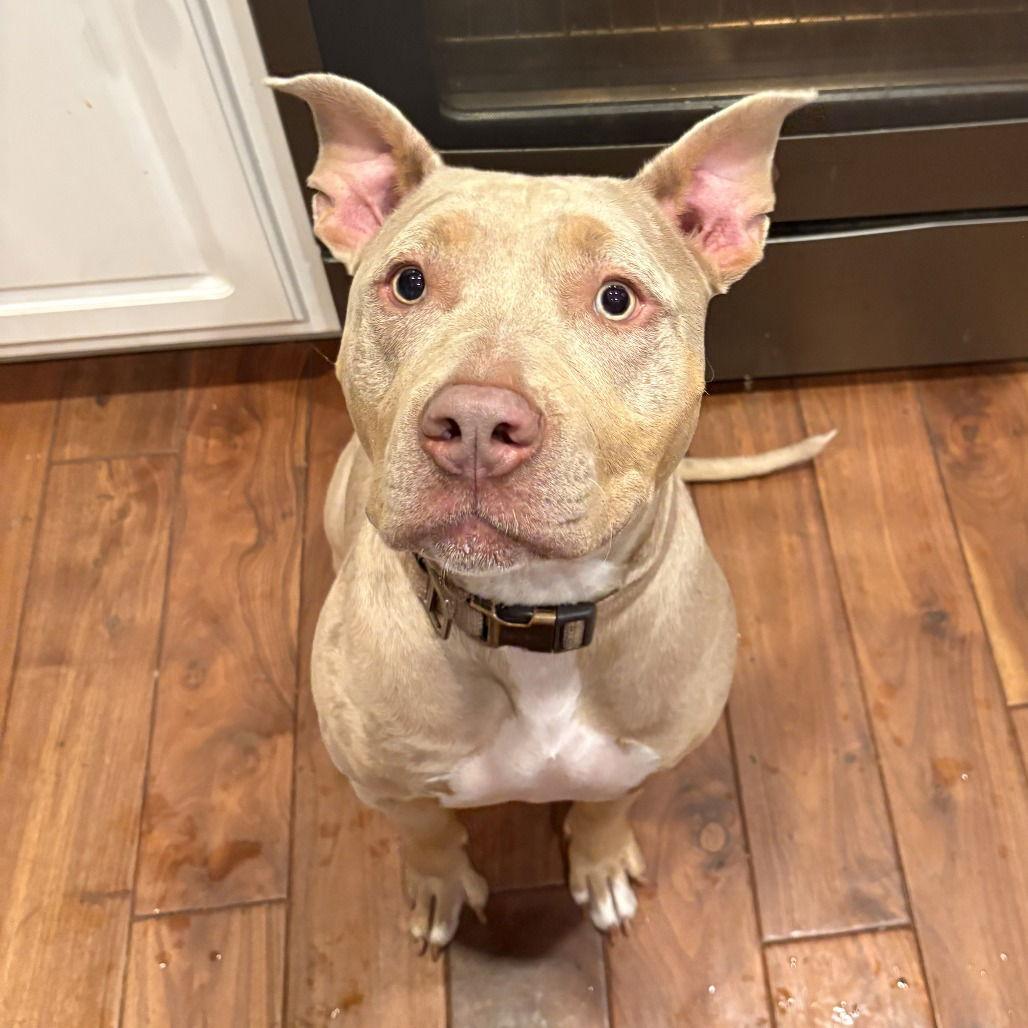 Enlarge Mala, a Adoptable Pit Bull Terrier in Oceanside, CA image 2/3