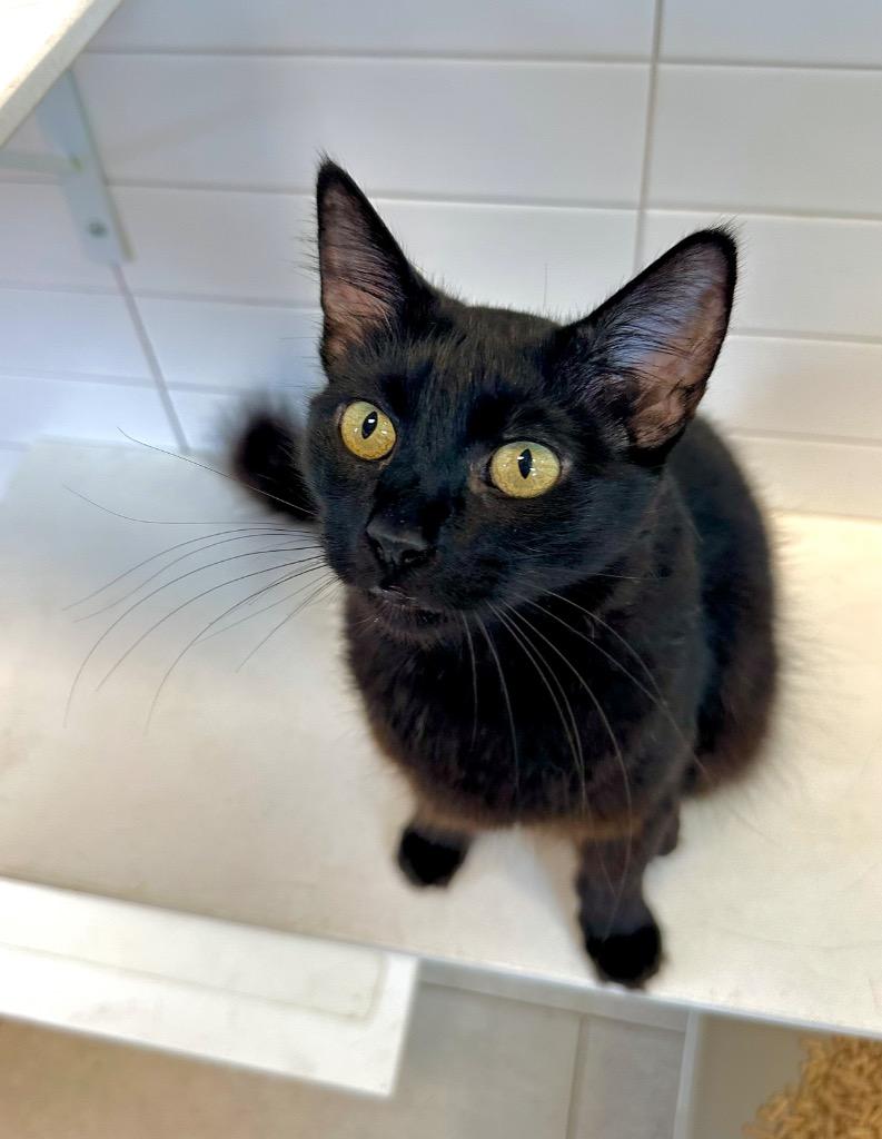 Jessi, Adoptable, Young Female Domestic Long Hair.
