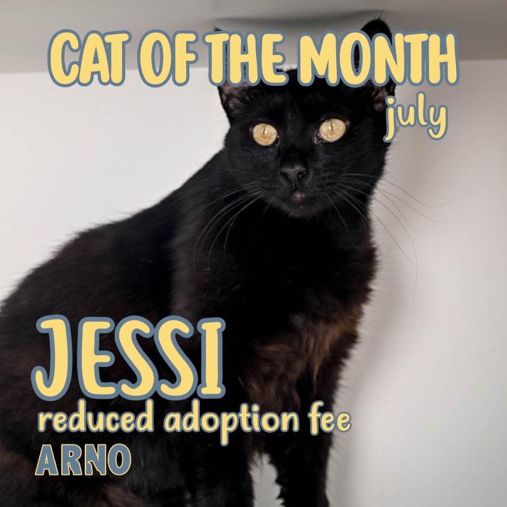 Jessi, Adoptable, Young Female Domestic Long Hair.