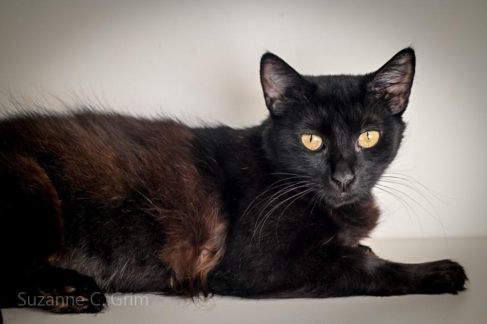 Enlarge Jessi, a Adoptable mixed breed in New Orleans, LA image 3/5
