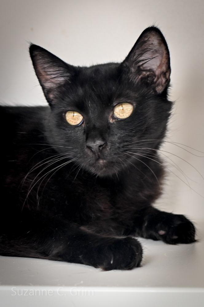 Enlarge Jessi, a Adoptable mixed breed in New Orleans, LA image 5/5