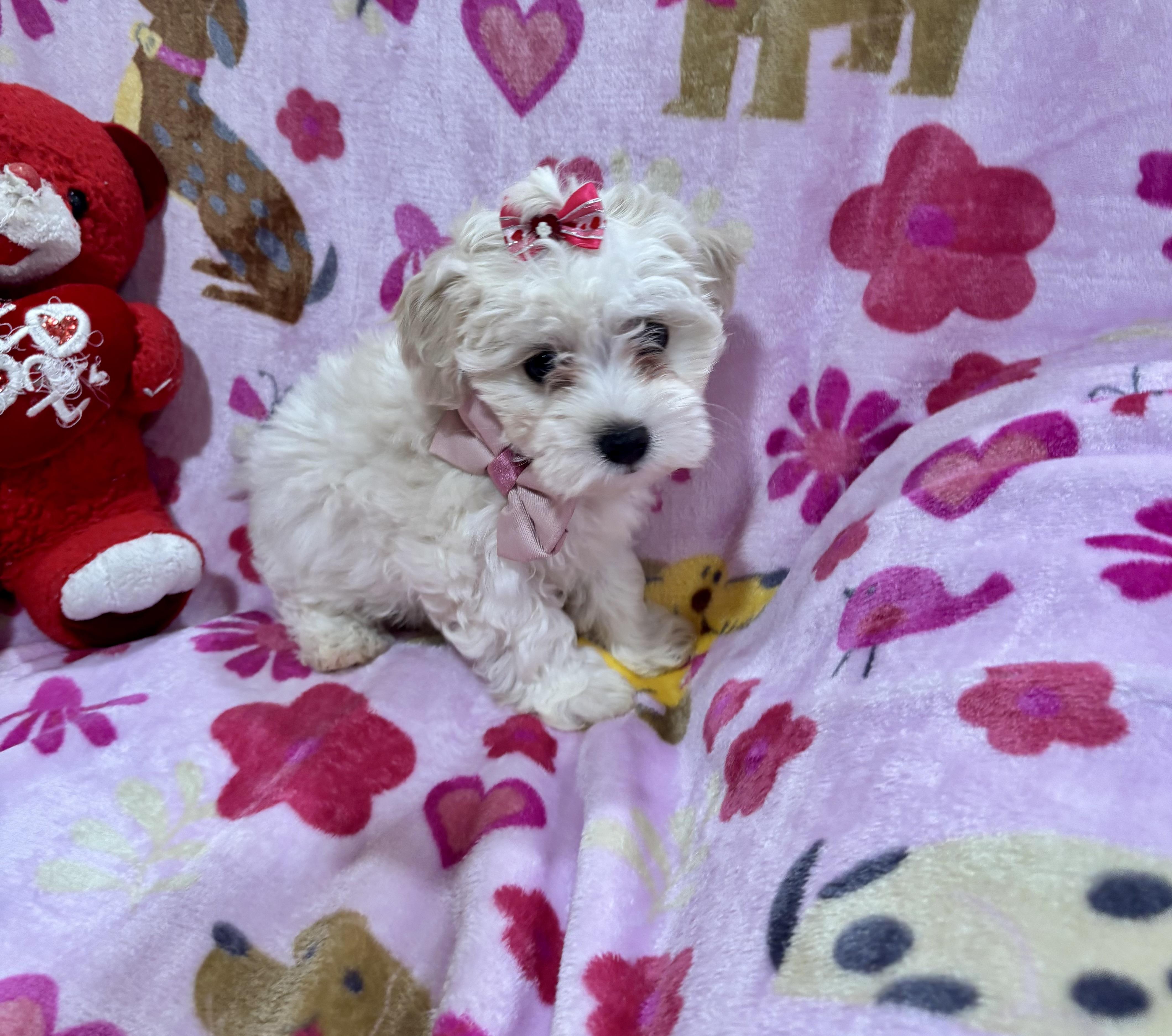 Enlarge Daisy, a ADOPTABLE Maltipoo in Foster, OR image 6/6