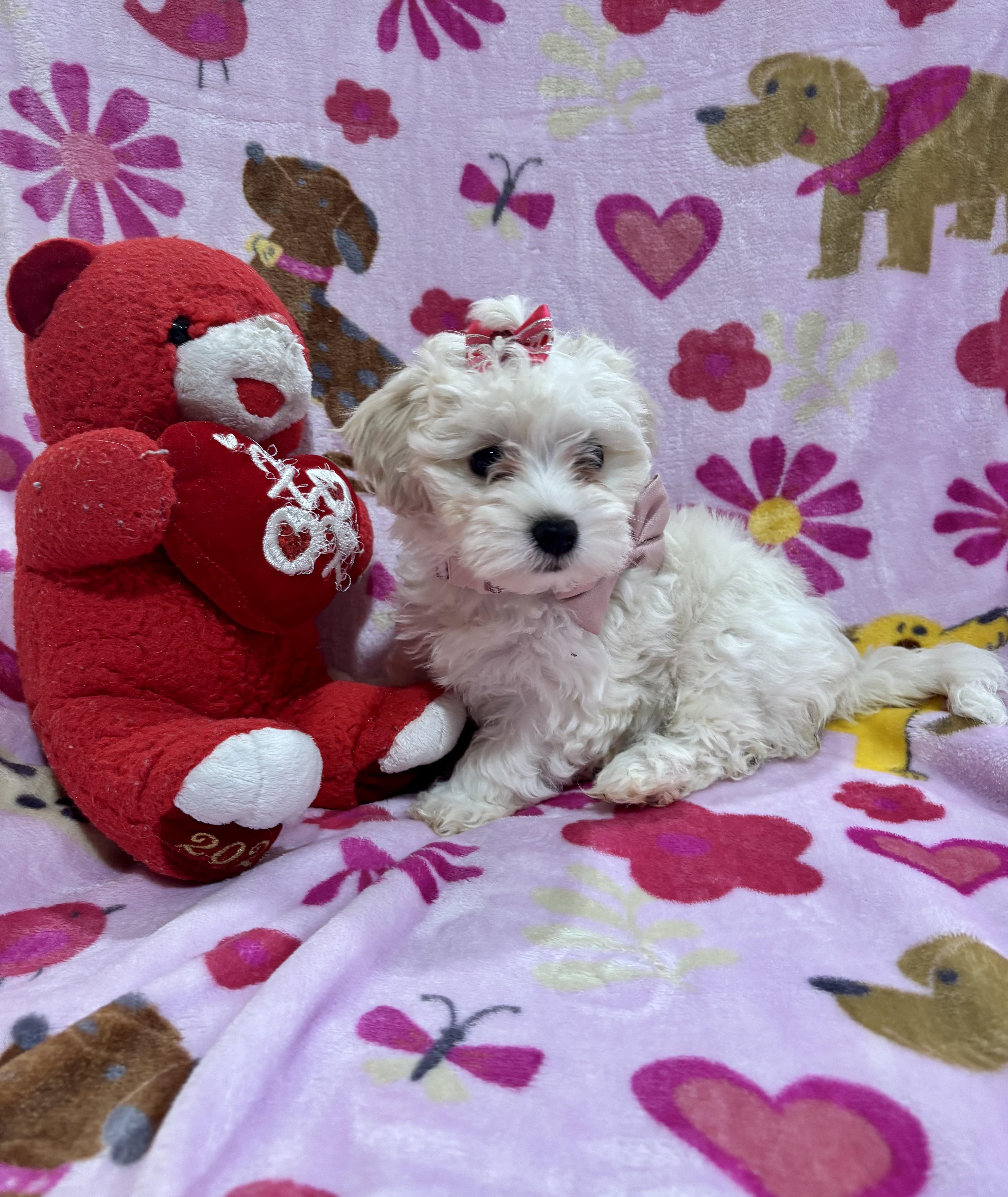 Enlarge Daisy, a ADOPTABLE Maltipoo in Foster, OR image 4/6