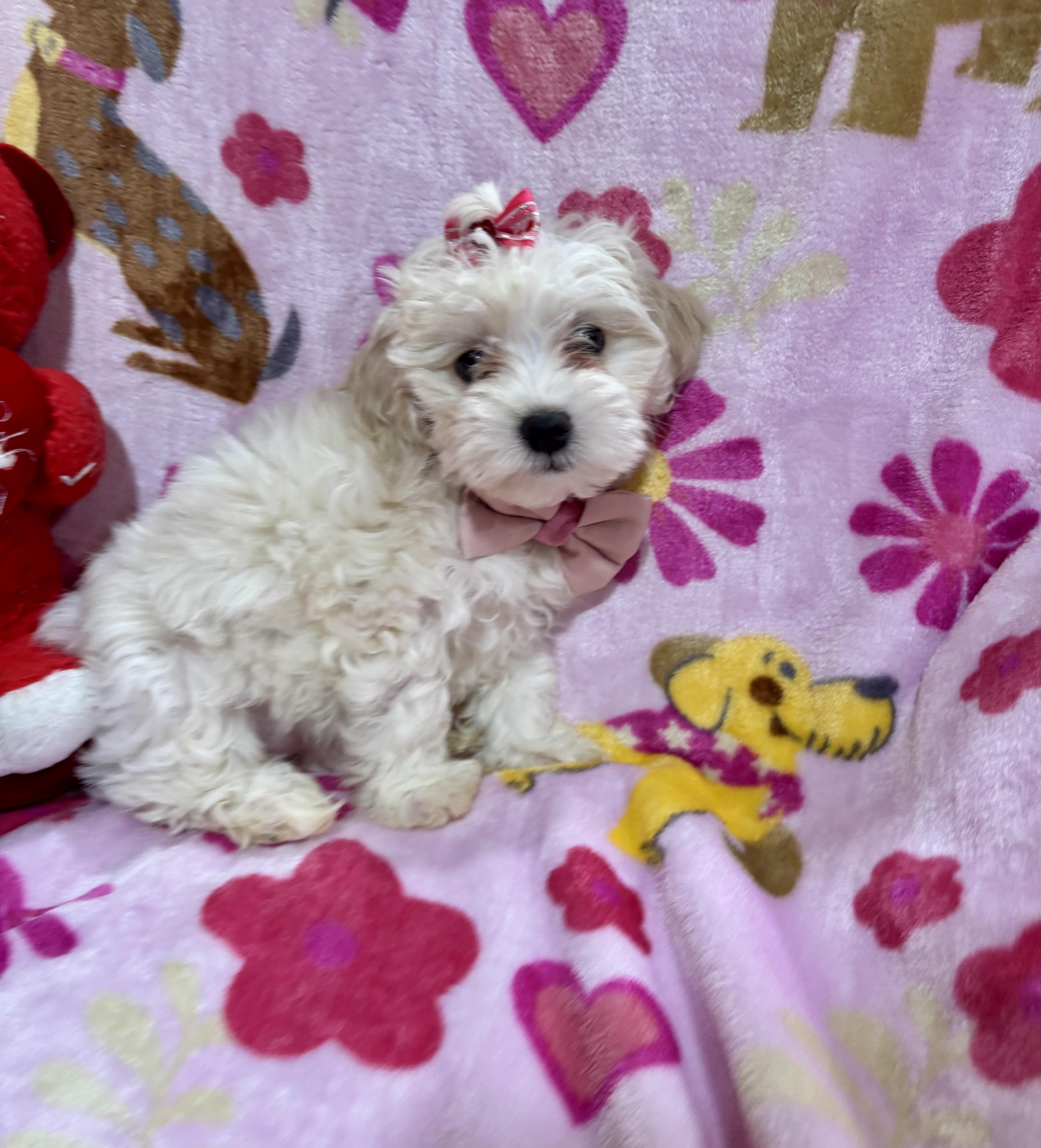Enlarge Daisy, a ADOPTABLE Maltipoo in Foster, OR image 1/6