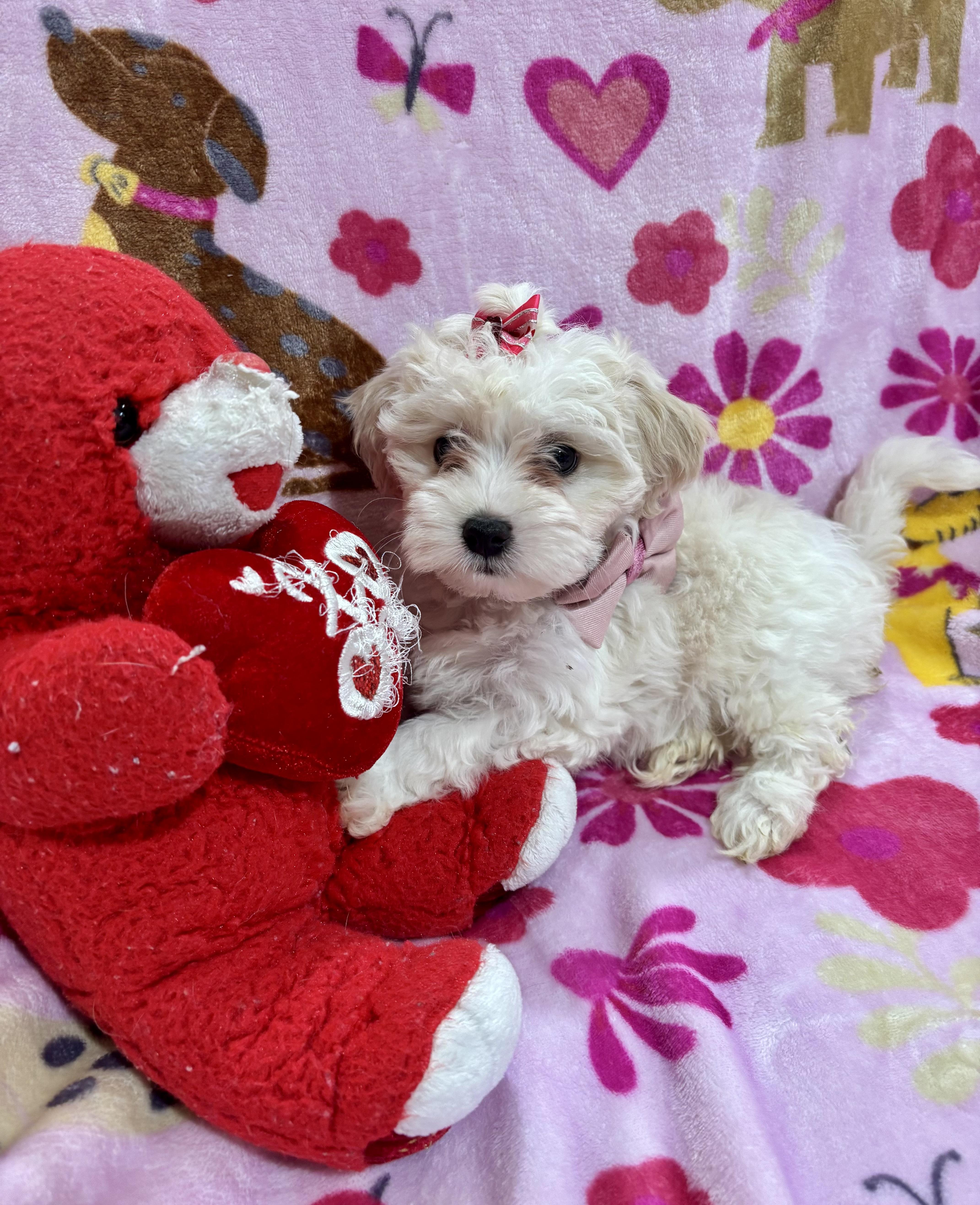 Enlarge Daisy, a ADOPTABLE Maltipoo in Foster, OR image 2/6