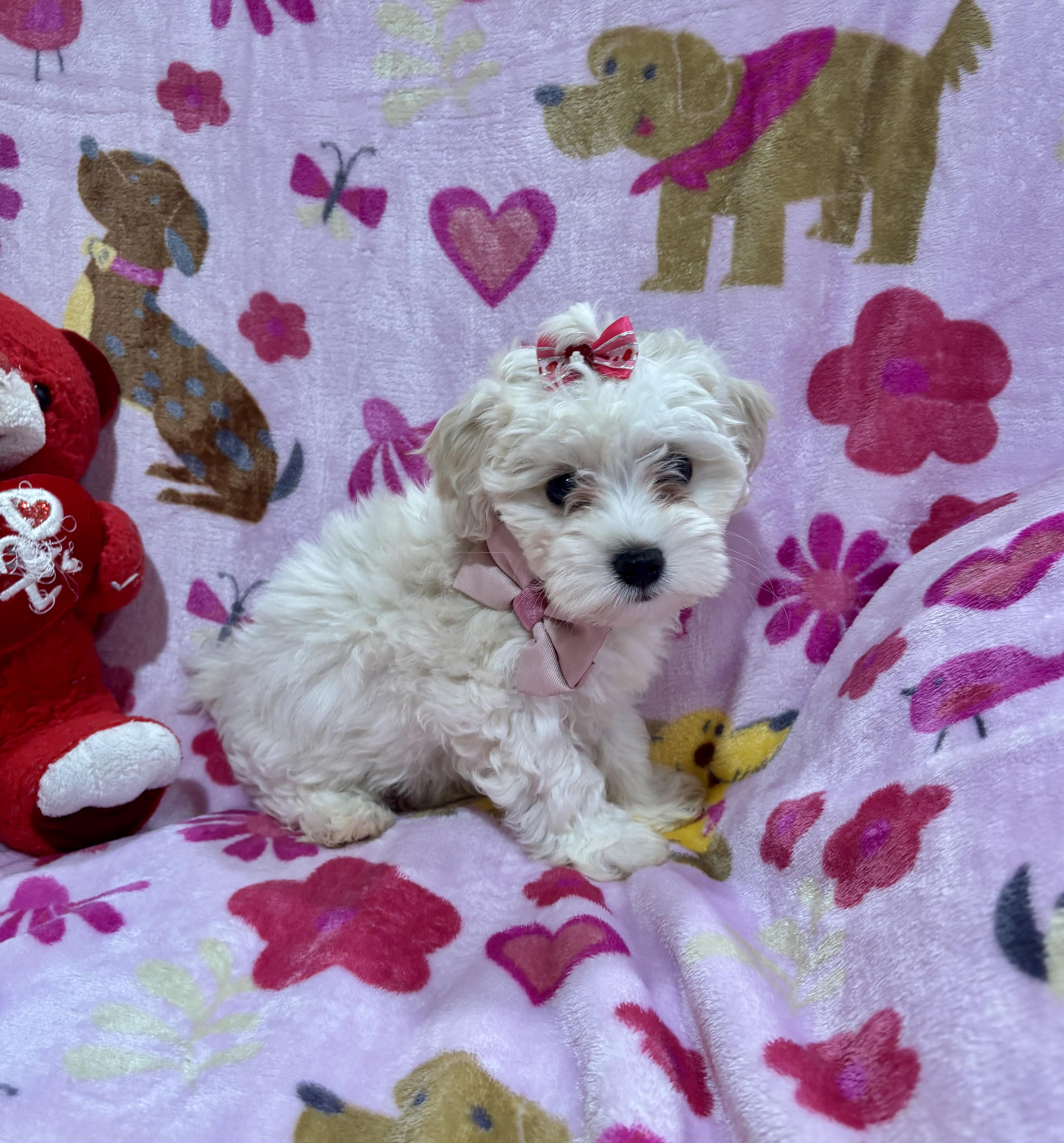 Enlarge Daisy, a ADOPTABLE Maltipoo in Foster, OR image 5/6