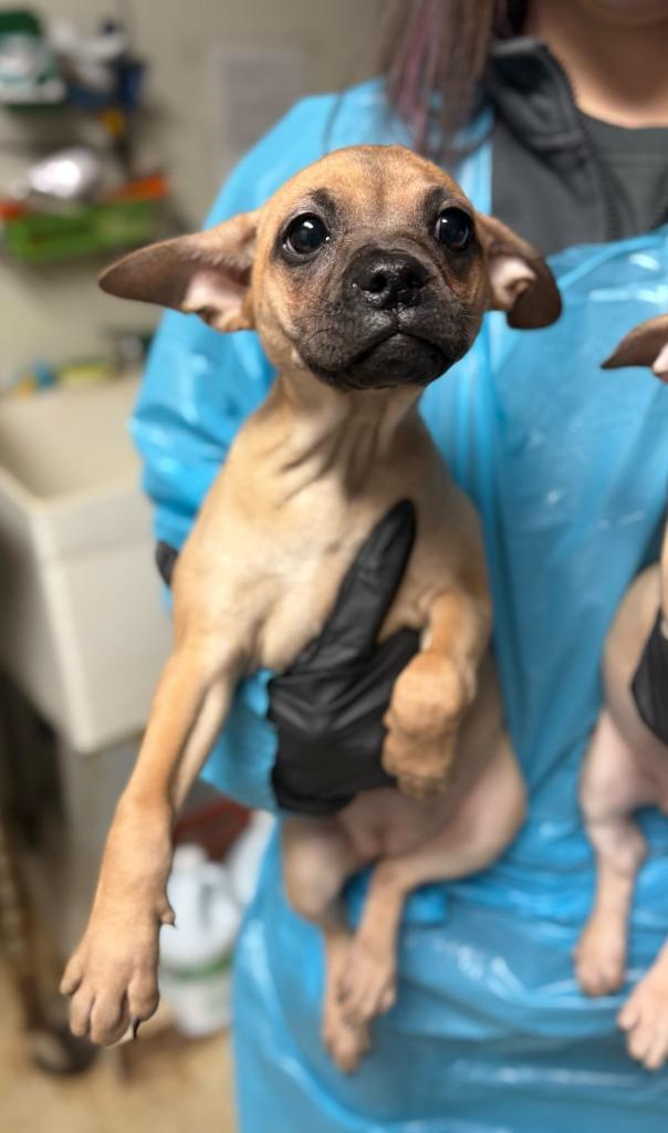 Arrow, Adoptable, Puppy Female Chihuahua & Mixed Breed.