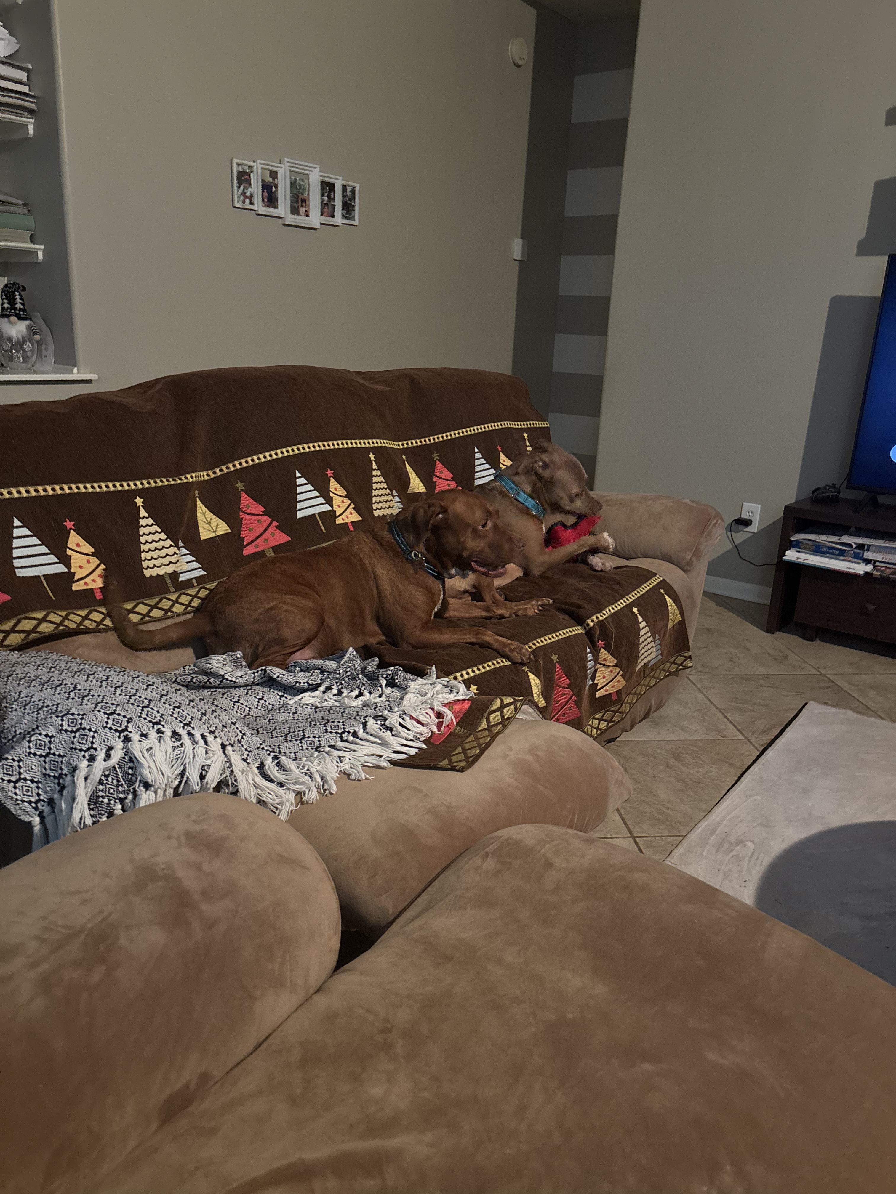 Enlarge Maggie (gentle, friendly, calm, house trained), a Adoptable mixed breed in Traverse City, MI image 4/6