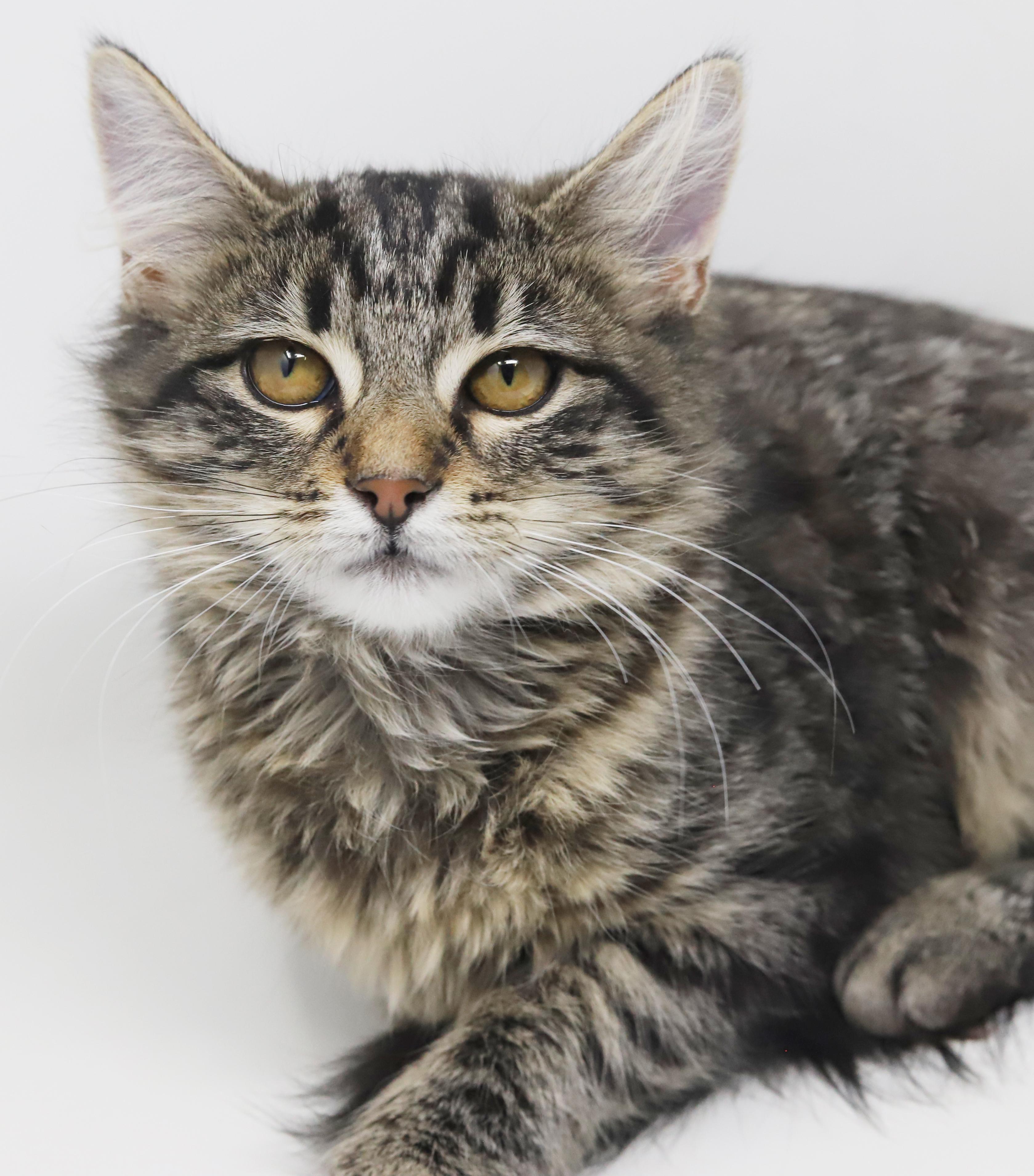 Enlarge Amor and Darling!  Double the poof double the love!, an adopted mixed breed in Bedford Hills, NY image 6/6