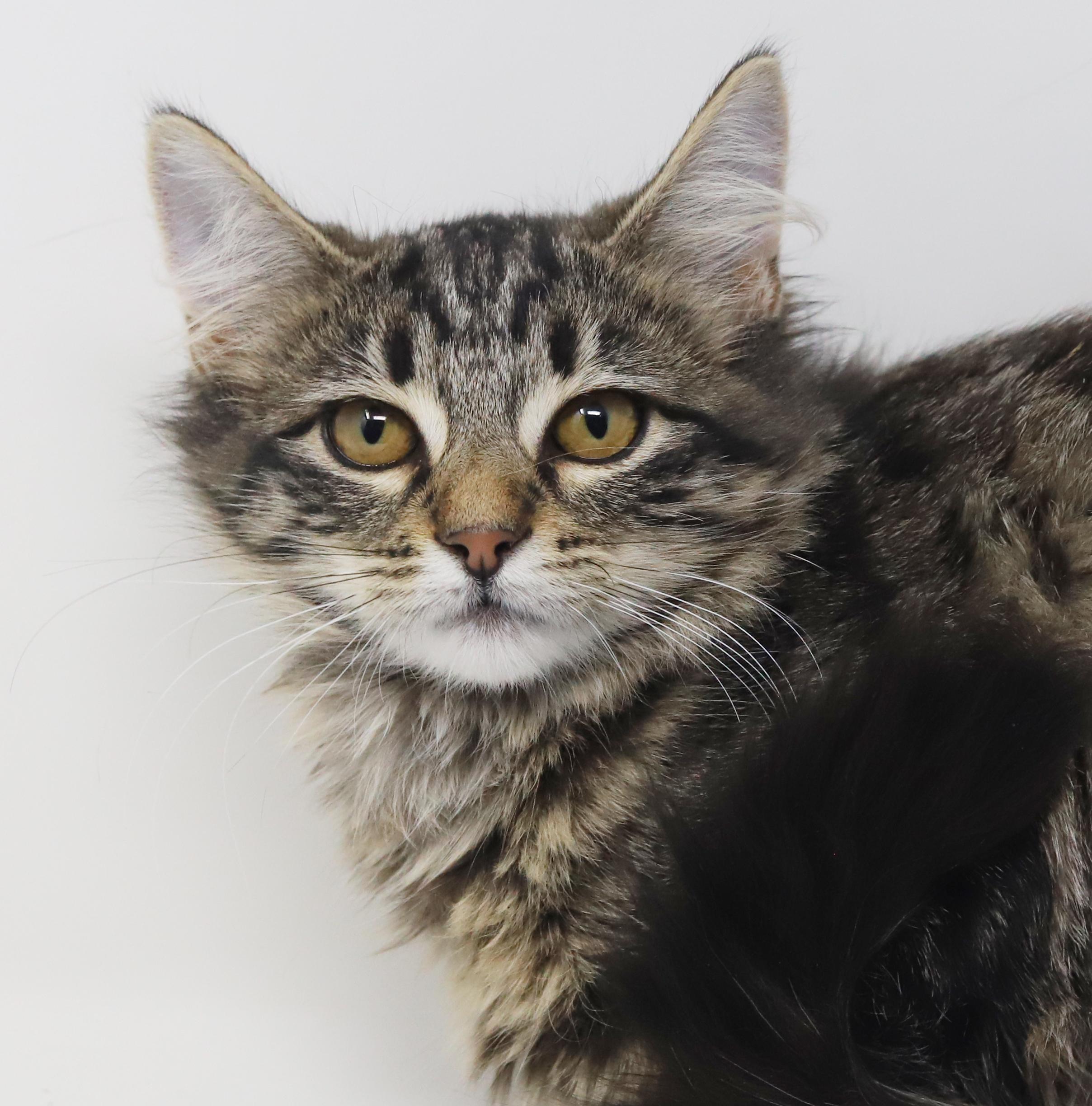 Enlarge Amor and Darling!  Double the poof double the love!, an adopted mixed breed in Bedford Hills, NY image 2/6