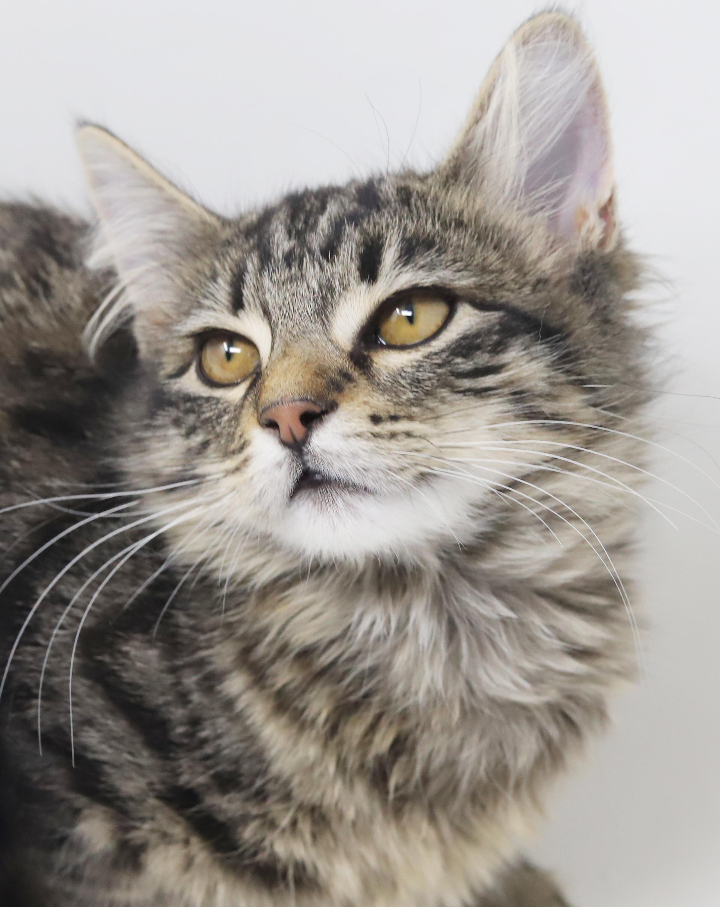 Enlarge Amor and Darling!  Double the poof double the love!, an adopted mixed breed in Bedford Hills, NY image 4/6