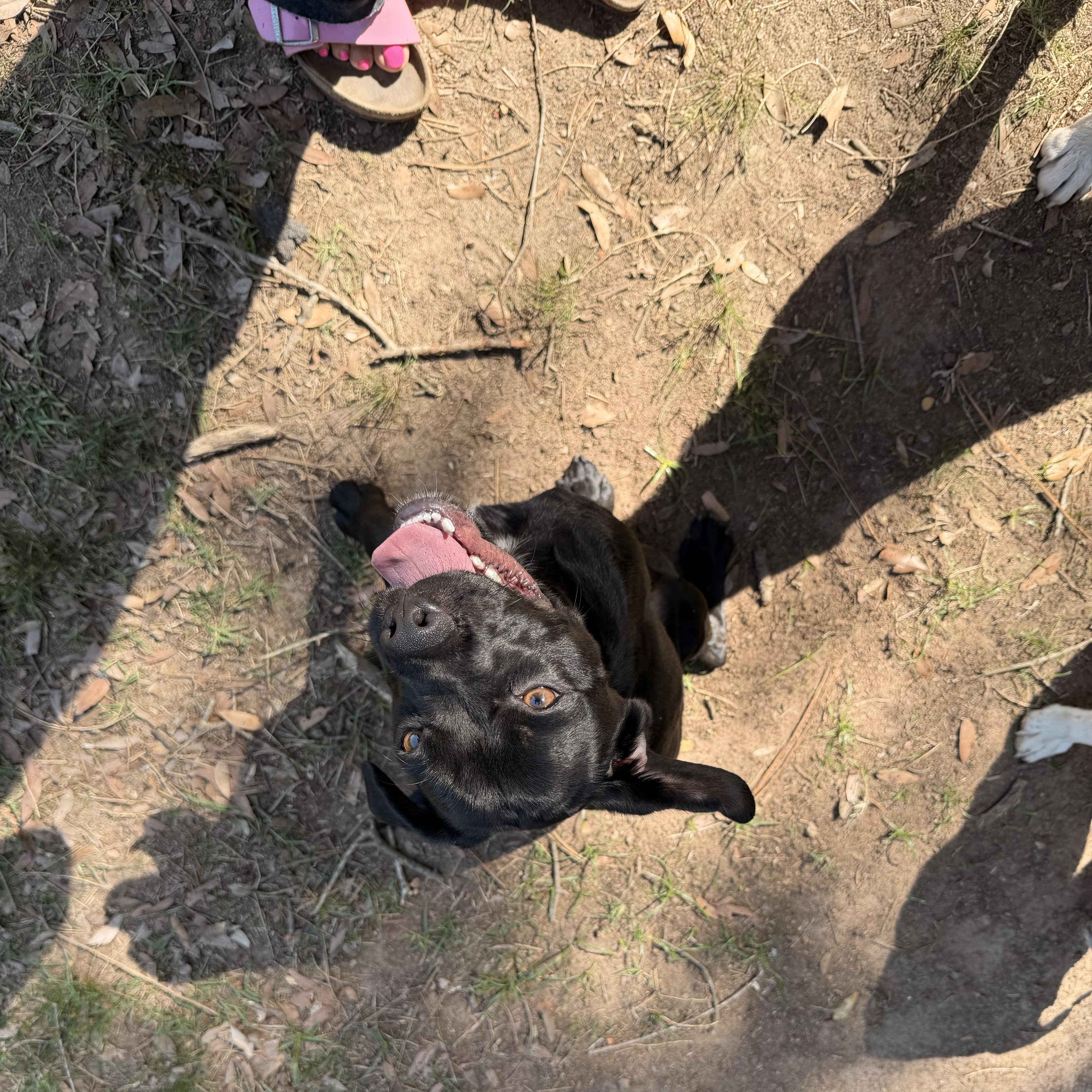 Enlarge Smokey, a Adoptable mixed breed in East Windsor , CT image 3/5