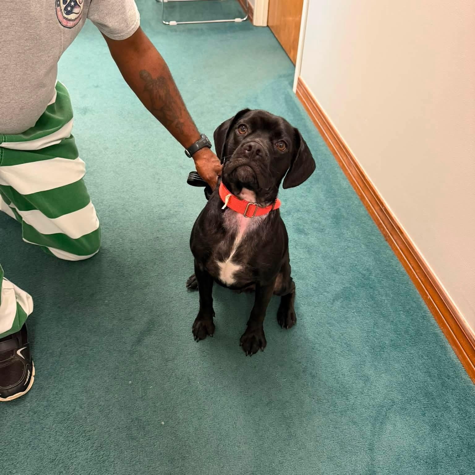 Smokey, Adoptable, Young Male Black Labrador Retriever & Pug.