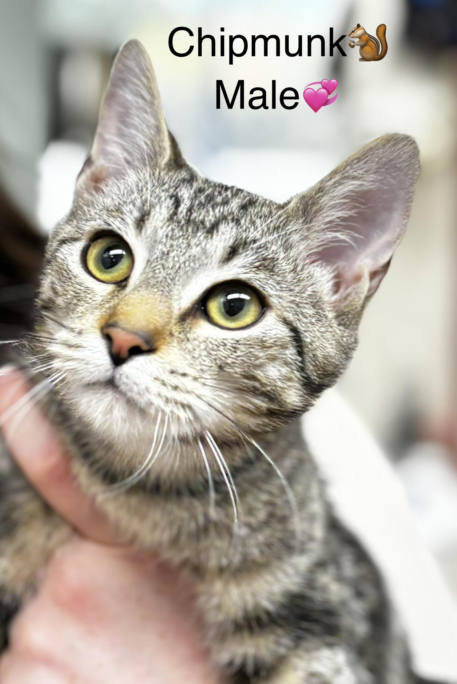 Enlarge Theodore and Chipmunk, a Adoptable mixed breed in Calais, ME image 2/3