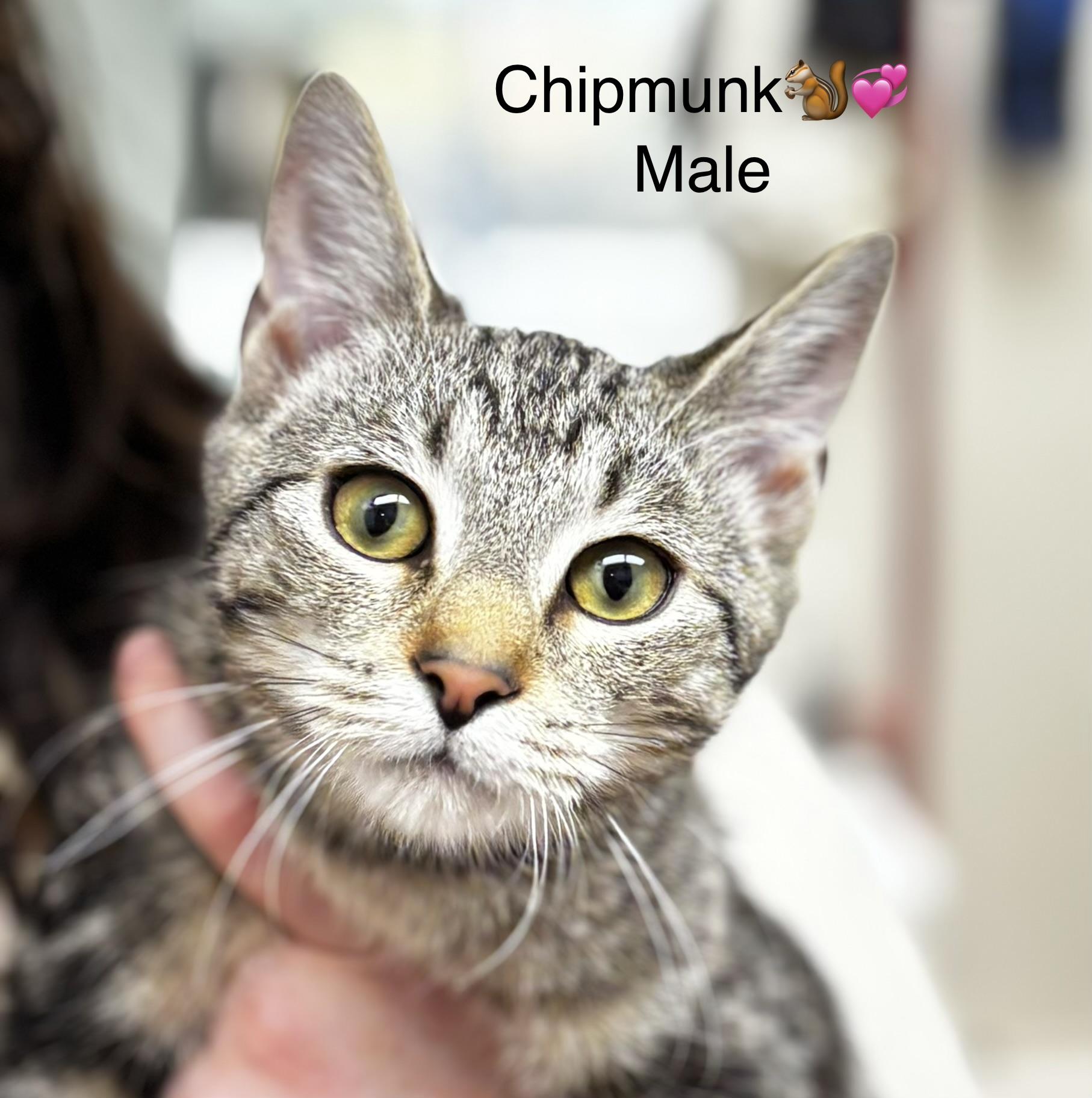 Enlarge Theodore and Chipmunk, a Adoptable mixed breed in Calais, ME image 1/3