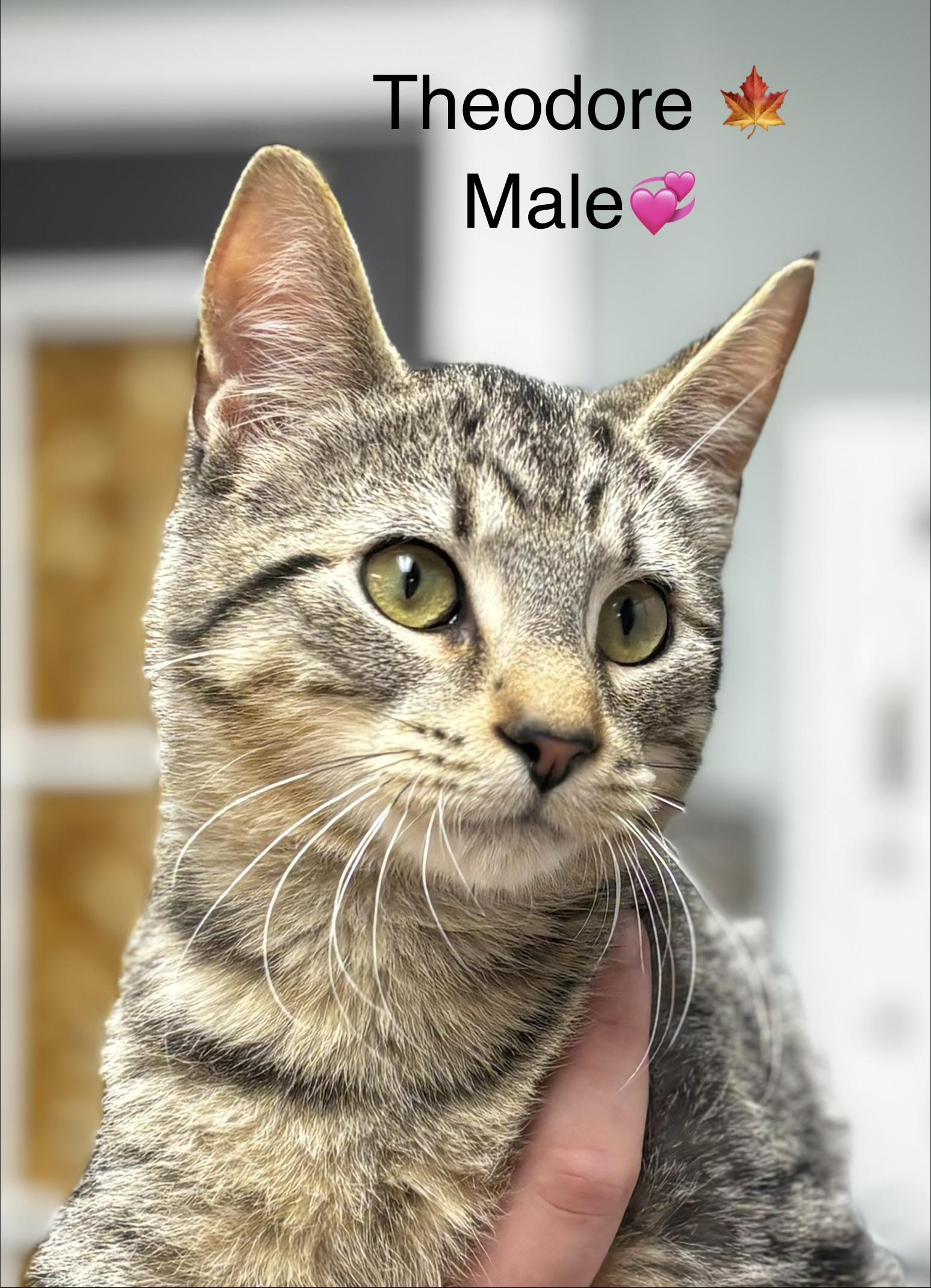 Enlarge Theodore and Chipmunk, a Adoptable mixed breed in Calais, ME image 3/3