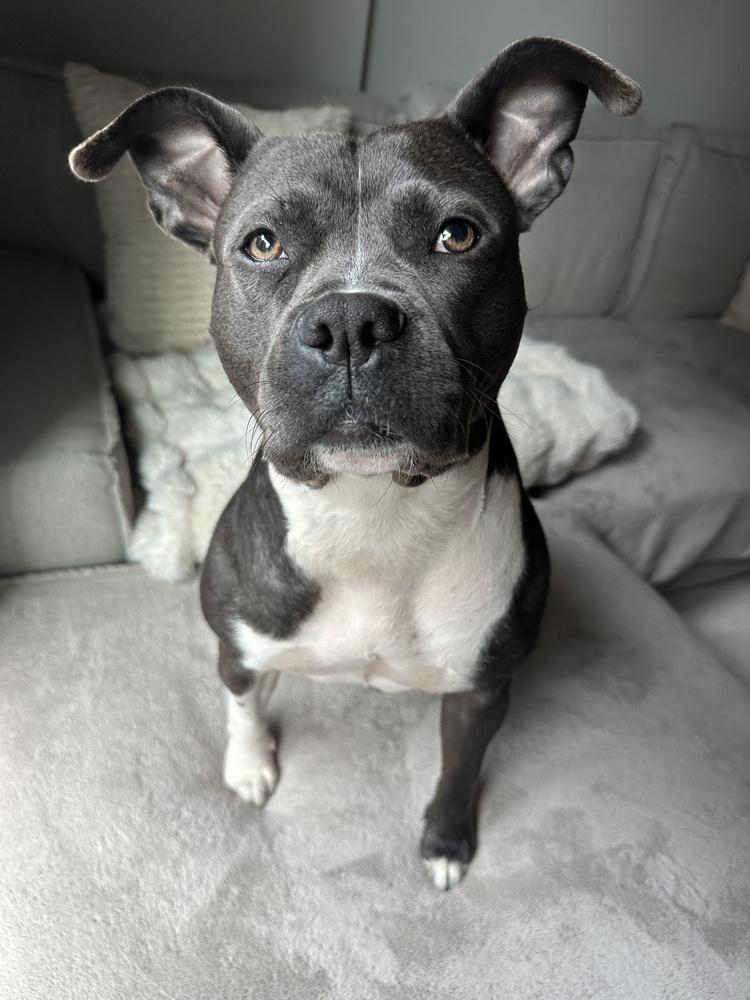 Diamond, Adoptable, Young Female Mixed Breed.