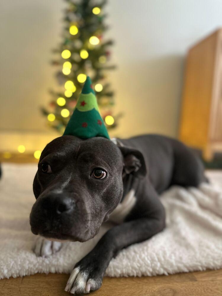 Enlarge Diamond, a Adoptable mixed breed in New York, NY image 3/6