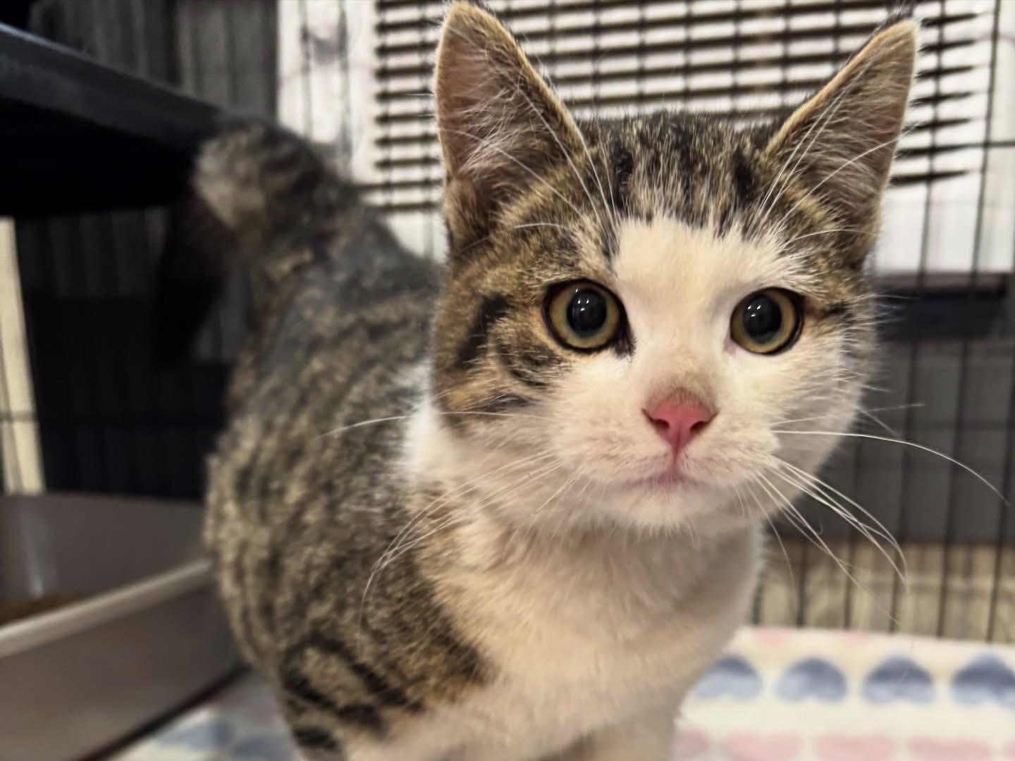 SPARKY, an adopted Domestic Short Hair in Tillsonburg, ON image 1/4