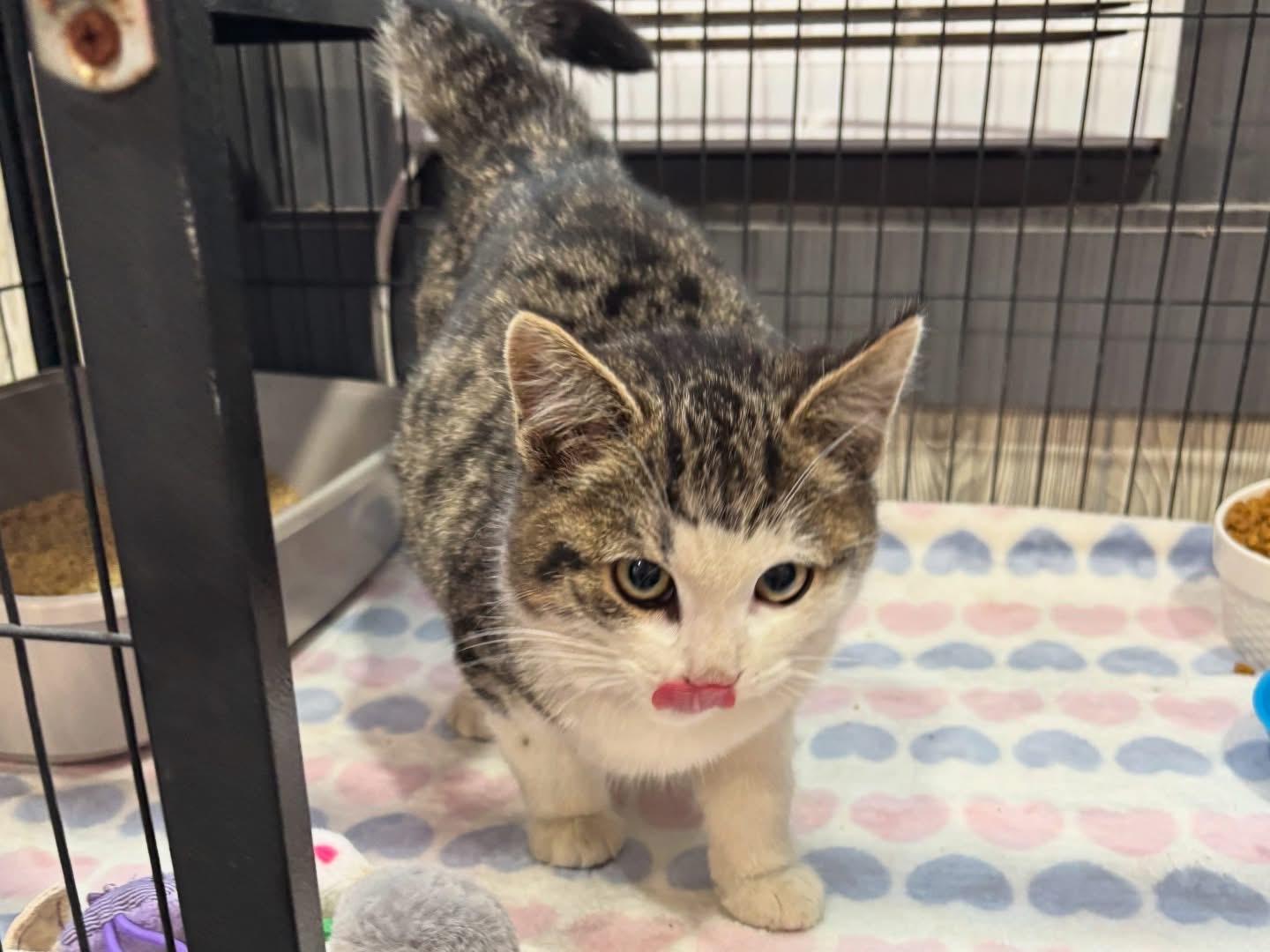 SPARKY, an adopted Domestic Short Hair in Tillsonburg, ON image 3/4