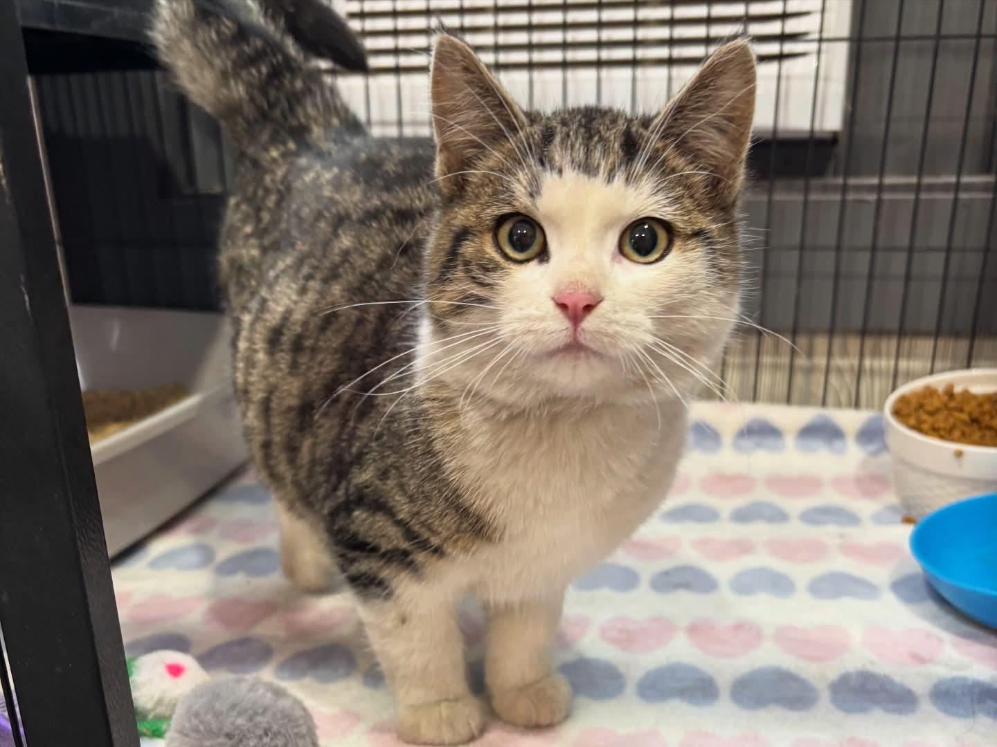 SPARKY, an adopted Domestic Short Hair in Tillsonburg, ON image 2/4