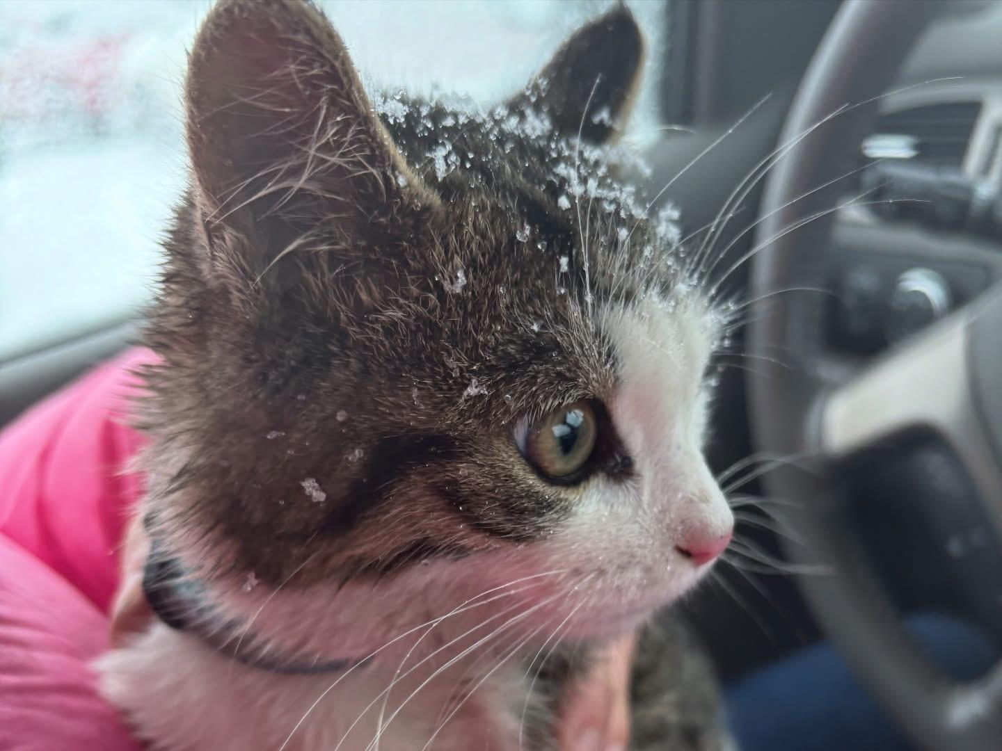 SPARKY, an adopted Domestic Short Hair in Tillsonburg, ON image 4/4